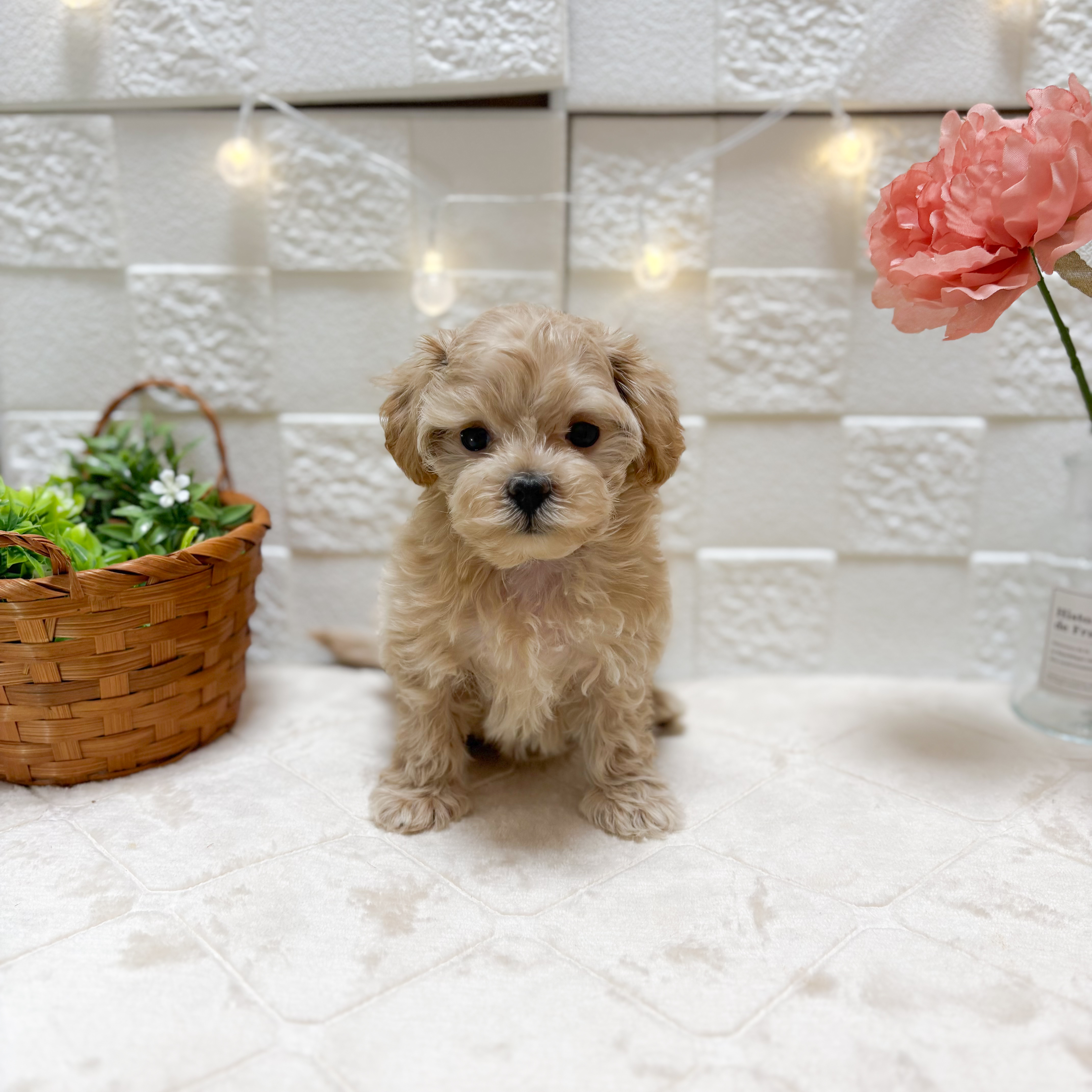 東京都のマルプー(マルチーズ×プードル) (犬の家＆猫の里ペットフォレスト小平店/2026年2月10日生まれ/女の子/アプリコット)の子犬の1枚目の画像