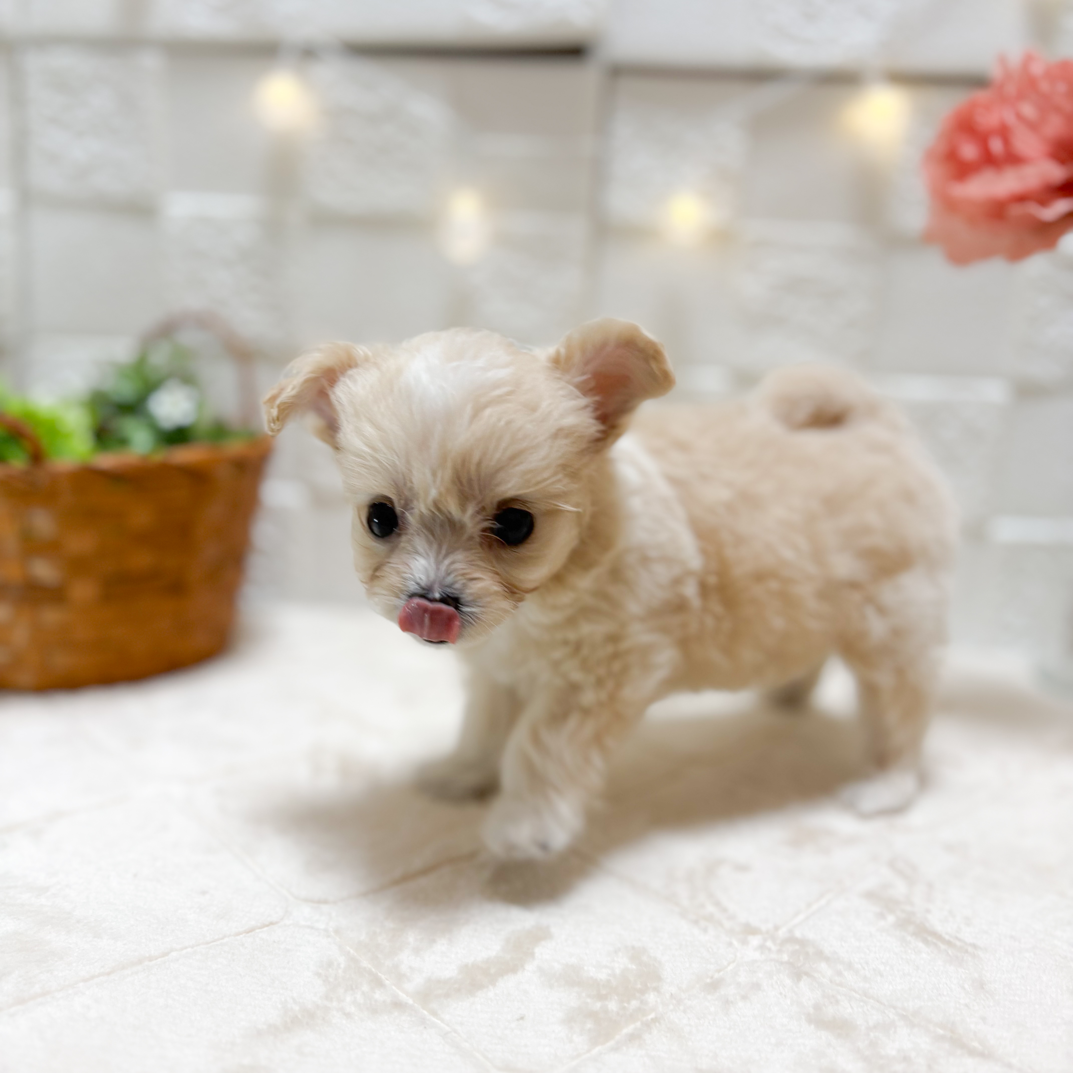 東京都のチワプー/プーチー(チワワ×プードル) (犬の家＆猫の里ペットフォレスト小平店/2026年2月9日生まれ/女の子/クリーム)の子犬の4枚目の画像