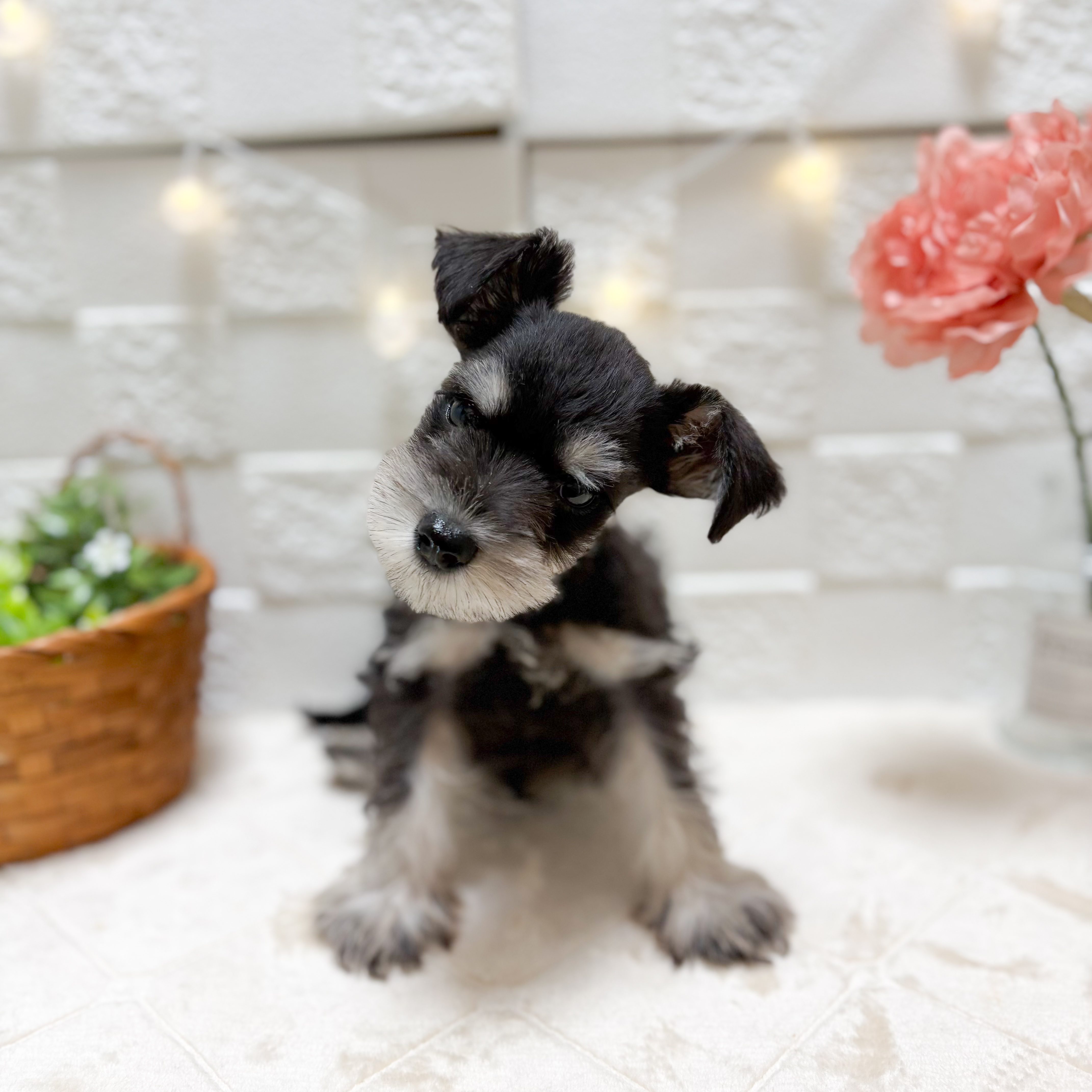 東京都のミニチュアシュナウザー (犬の家＆猫の里ペットフォレスト小平店/2026年2月6日生まれ/男の子/ブラックシルバー)の子犬の4枚目の画像