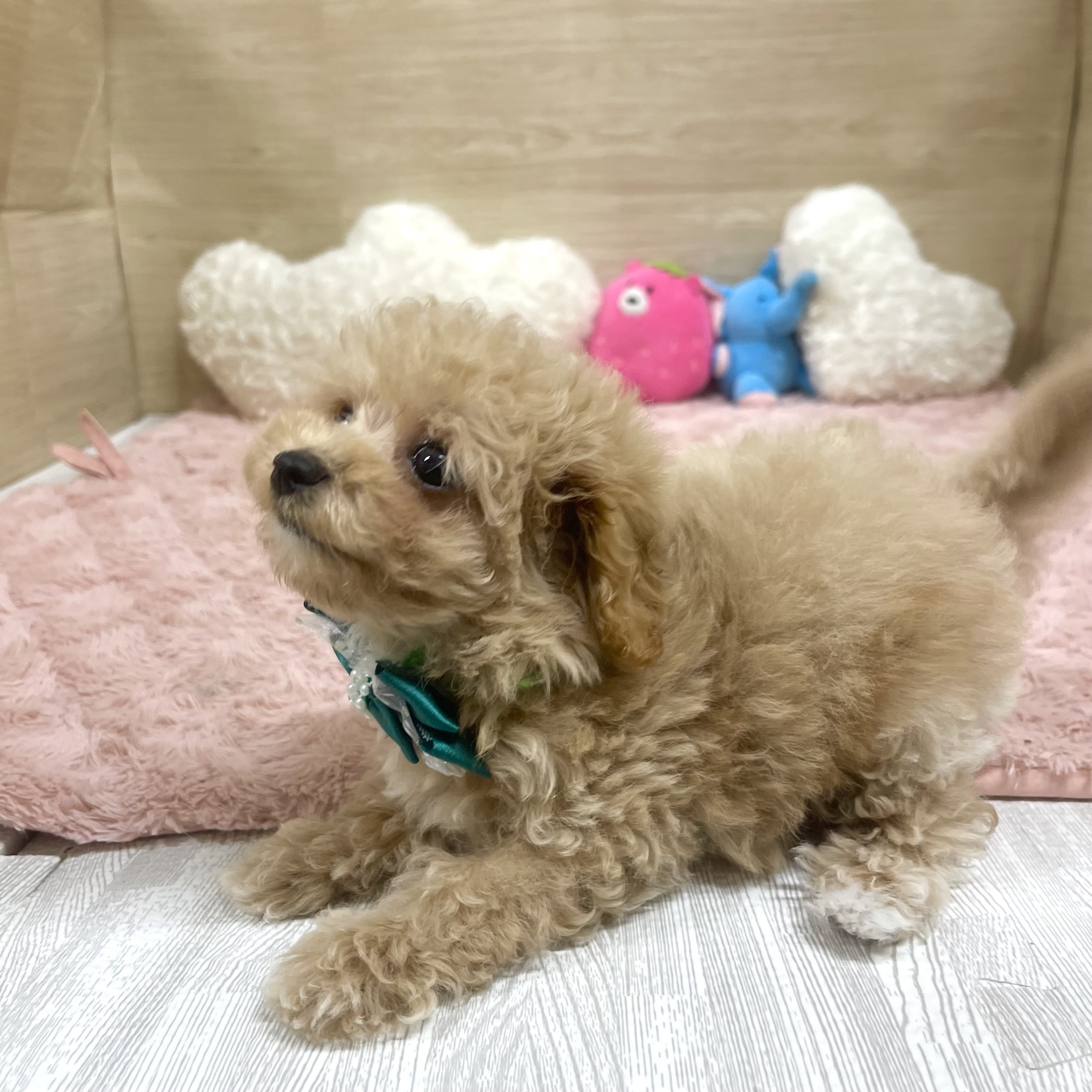 大阪府のマルプー(マルチーズ×プードル) (犬の家＆猫の里そよら東岸和田店/2025年6月16日生まれ/女の子/クリーム)の子犬の4枚目の画像