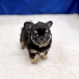 愛知県のチワワ(ロング) (犬の家＆猫の里一宮店/2025年10月8日生まれ/男の子/ブラックタンホワイト)の子犬の4枚目の画像