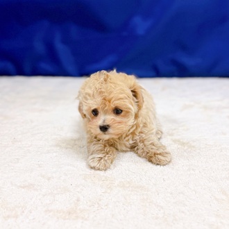 愛知県のマルプー(マルチーズ×プードル) (犬の家＆猫の里一宮店/2025年10月8日生まれ/女の子/アプリコット)の子犬の4枚目の画像