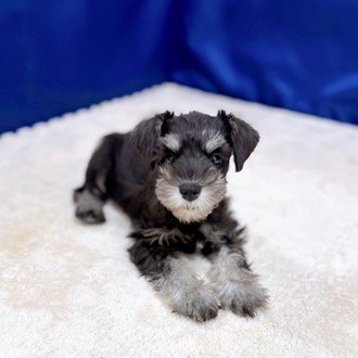 神奈川県のミニチュアシュナウザー (犬の家＆猫の里相模原店/2025年10月5日生まれ/女の子/ブラックシルバー)の子犬の4枚目の画像