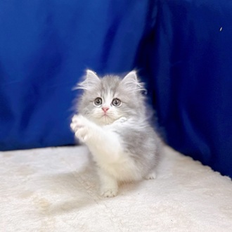 神奈川県のミヌエット (犬の家＆猫の里相模原店/2025年9月25日生まれ/男の子/ブルーホワイト)の子猫の4枚目の画像