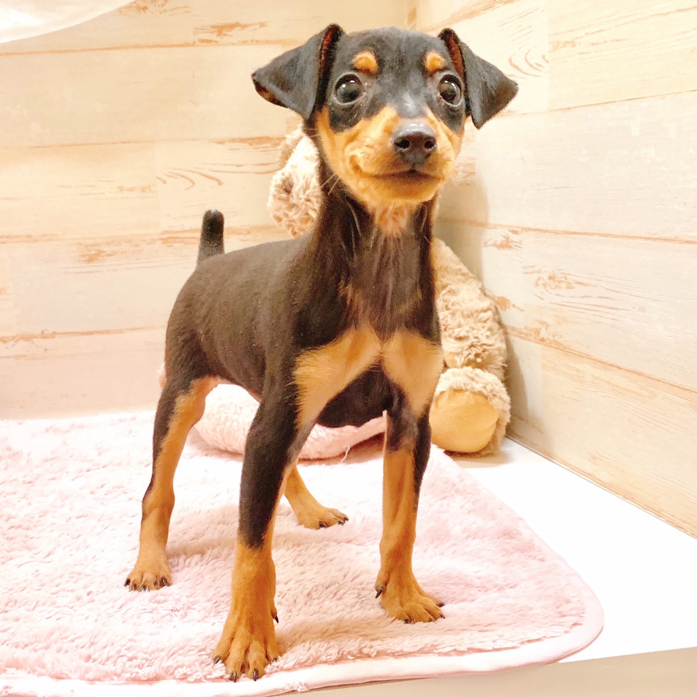 兵庫県のミニチュアピンシャー (犬の家＆猫の里神戸店/2025年10月4日生まれ/男の子/ブラックタン)の子犬の4枚目の画像