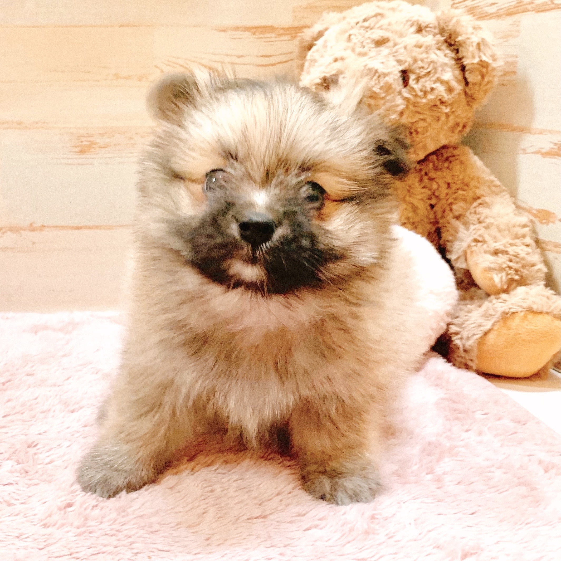 兵庫県のポメマル/マルポメ(ポメラニアン×マルチーズ) (犬の家＆猫の里神戸店/2025年10月5日生まれ/男の子/フォーン)の子犬の4枚目の画像