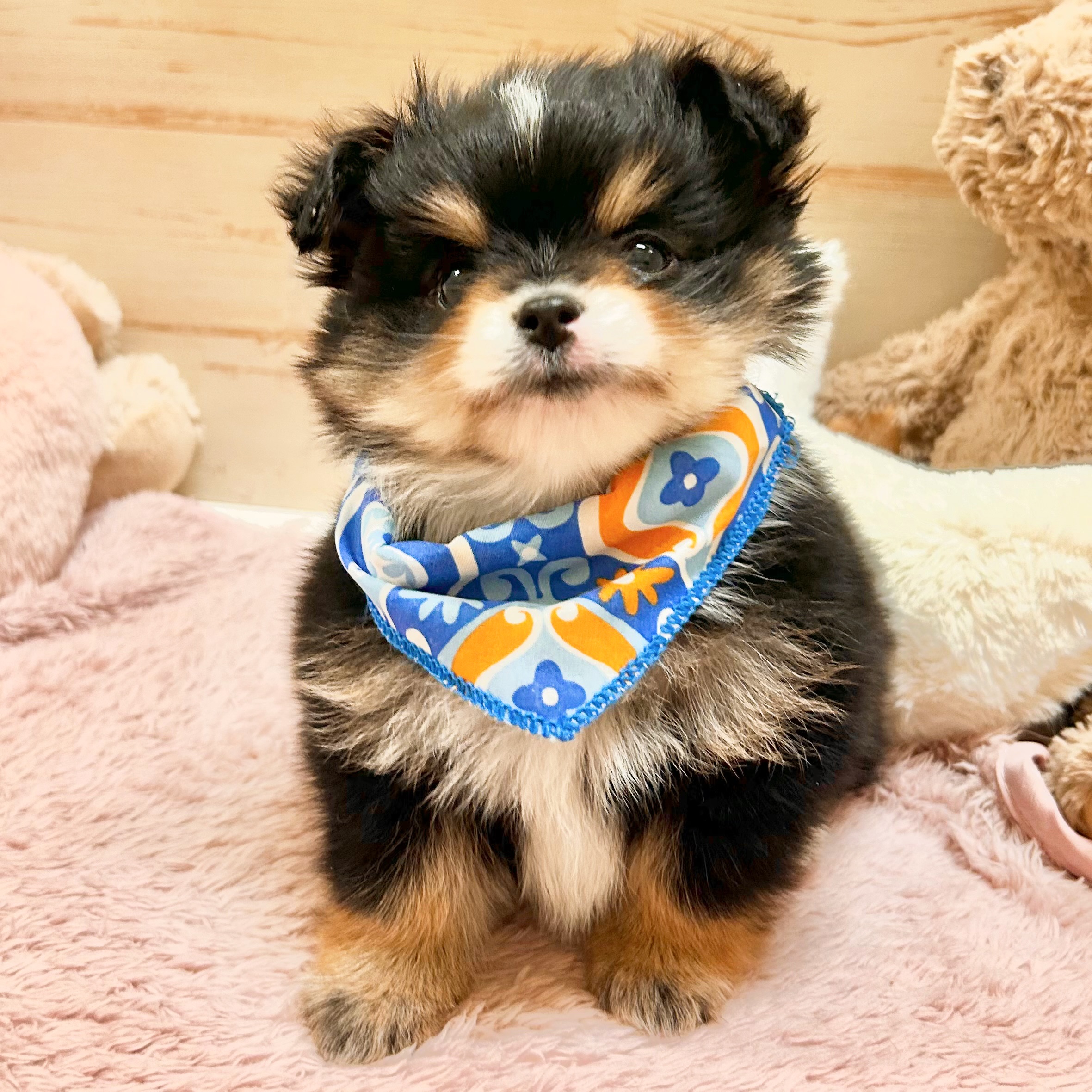 兵庫県のポメチワ/チワポメ/ポメチー(ポメラニアン×チワワ) (犬の家＆猫の里神戸店/2026年1月13日生まれ/男の子/ブラックタンホワイト)の子犬の4枚目の画像