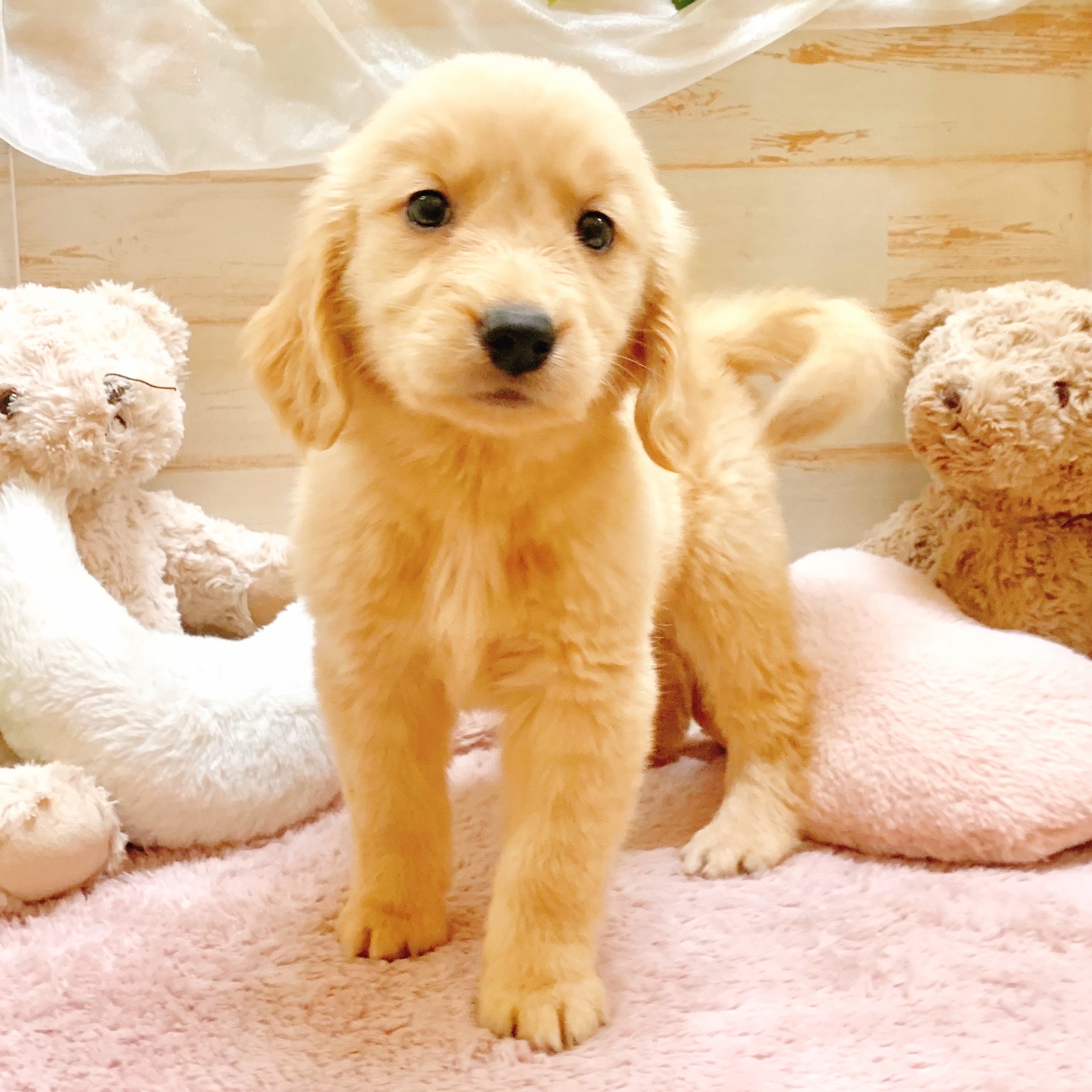 兵庫県のゴールデンレトリバー (犬の家＆猫の里神戸店/2025年10月3日生まれ/女の子/ゴールデン)の子犬の4枚目の画像