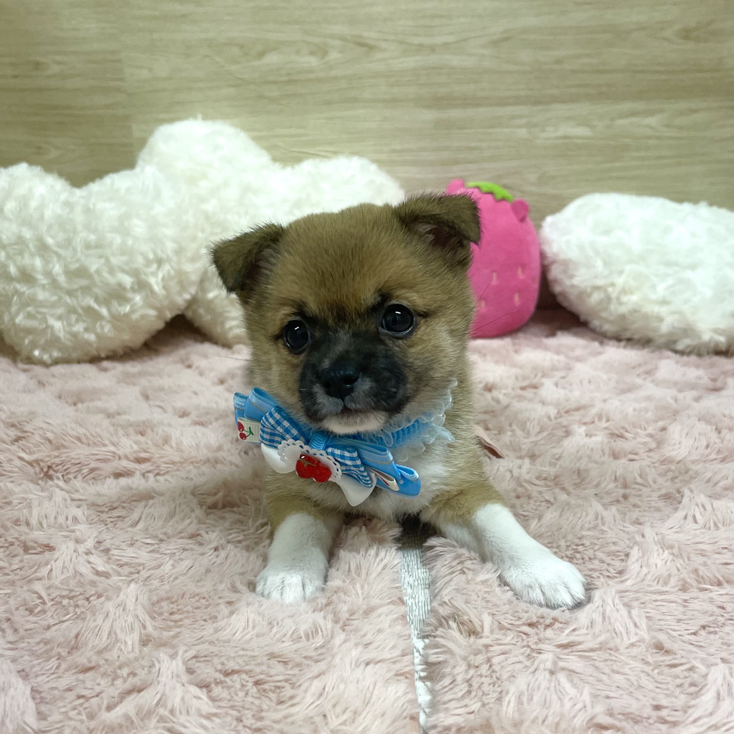大阪府のチワ柴/柴チワ/チワシバ(チワワ×柴) (犬の家＆猫の里そよら東岸和田店/2025年6月22日生まれ/女の子/フォーンホワイト)の子犬の4枚目の画像