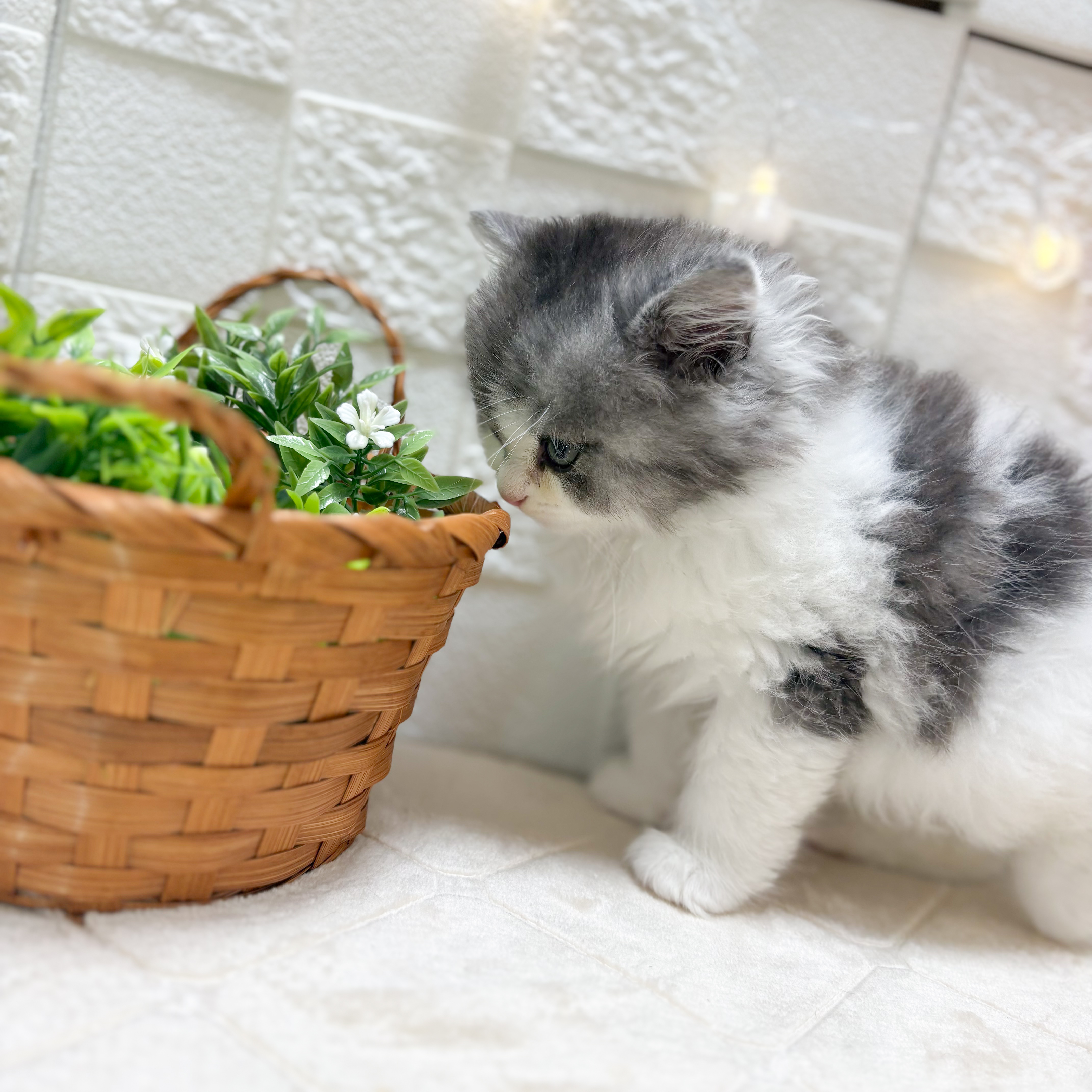 東京都のラガマフィン (犬の家＆猫の里ペットフォレスト小平店/2026年2月7日生まれ/男の子/シルバータビーホワイト)の子猫の4枚目の画像