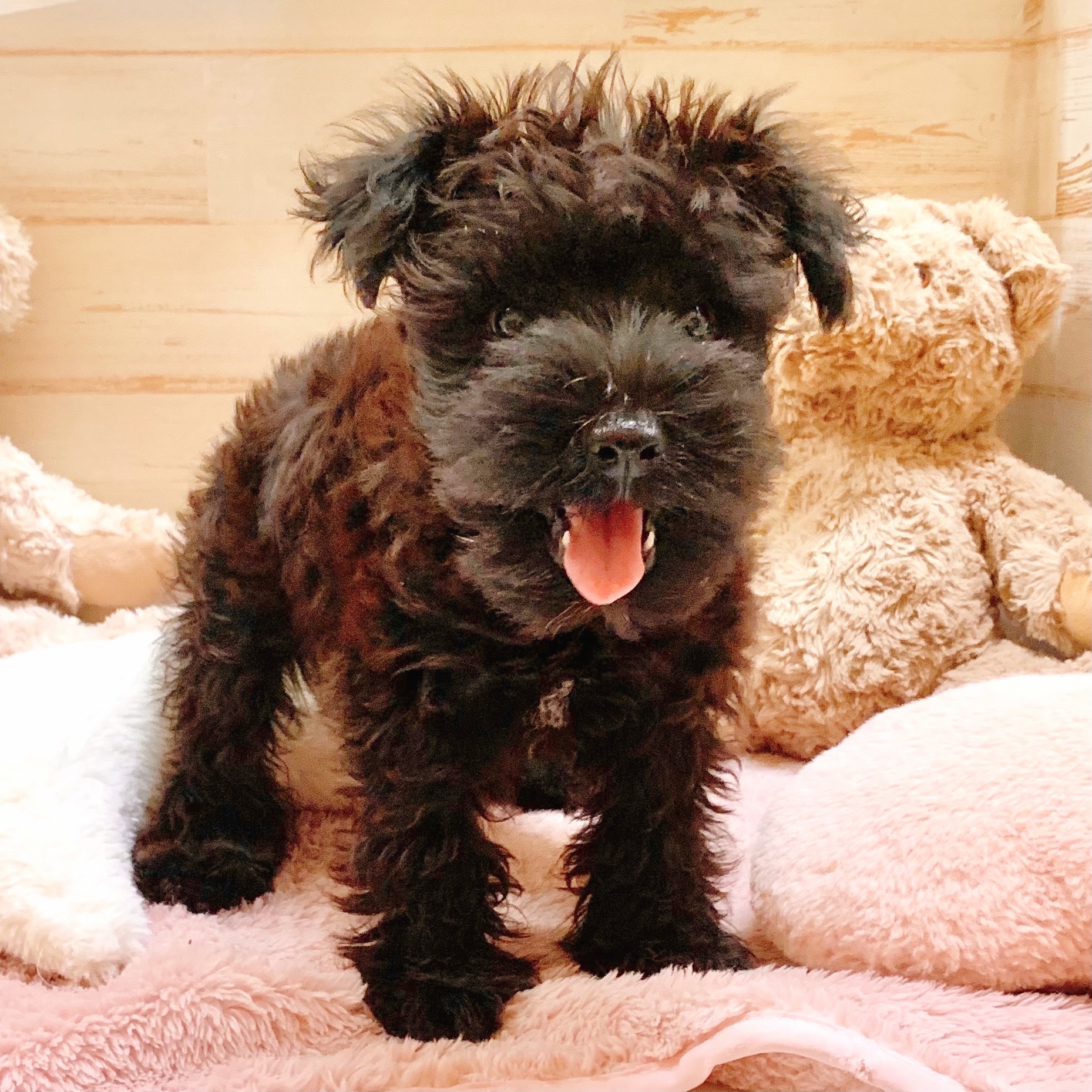 兵庫県のミニチュアシュナウザー (犬の家＆猫の里神戸店/2025年8月18日生まれ/女の子/ブラック)の子犬の4枚目の画像