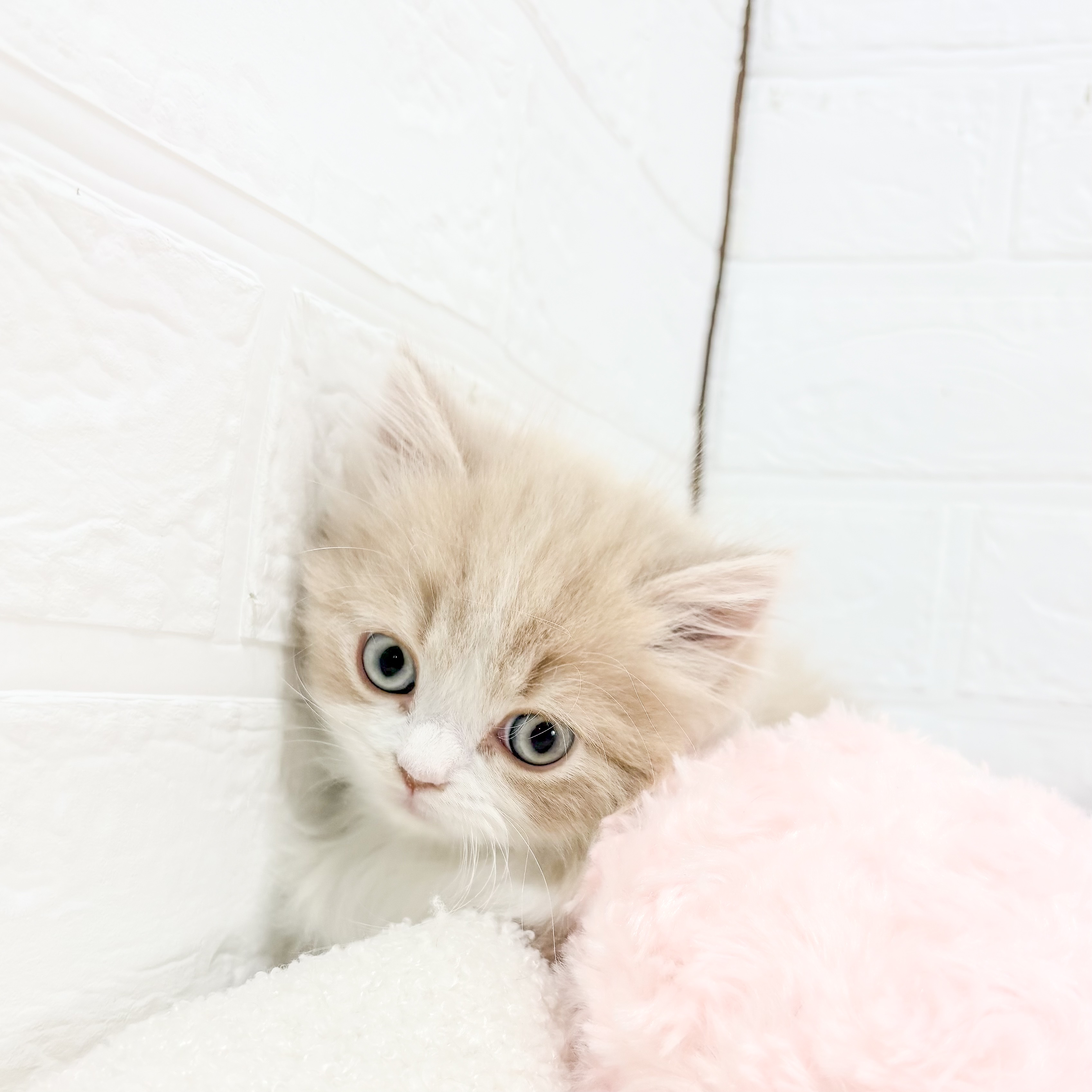 神奈川県のスコティッシュフォールド (犬の家＆猫の里元住吉ブレーメン通り店/2025年10月7日生まれ/男の子/クリームタビーホワイト)の子猫の4枚目の画像