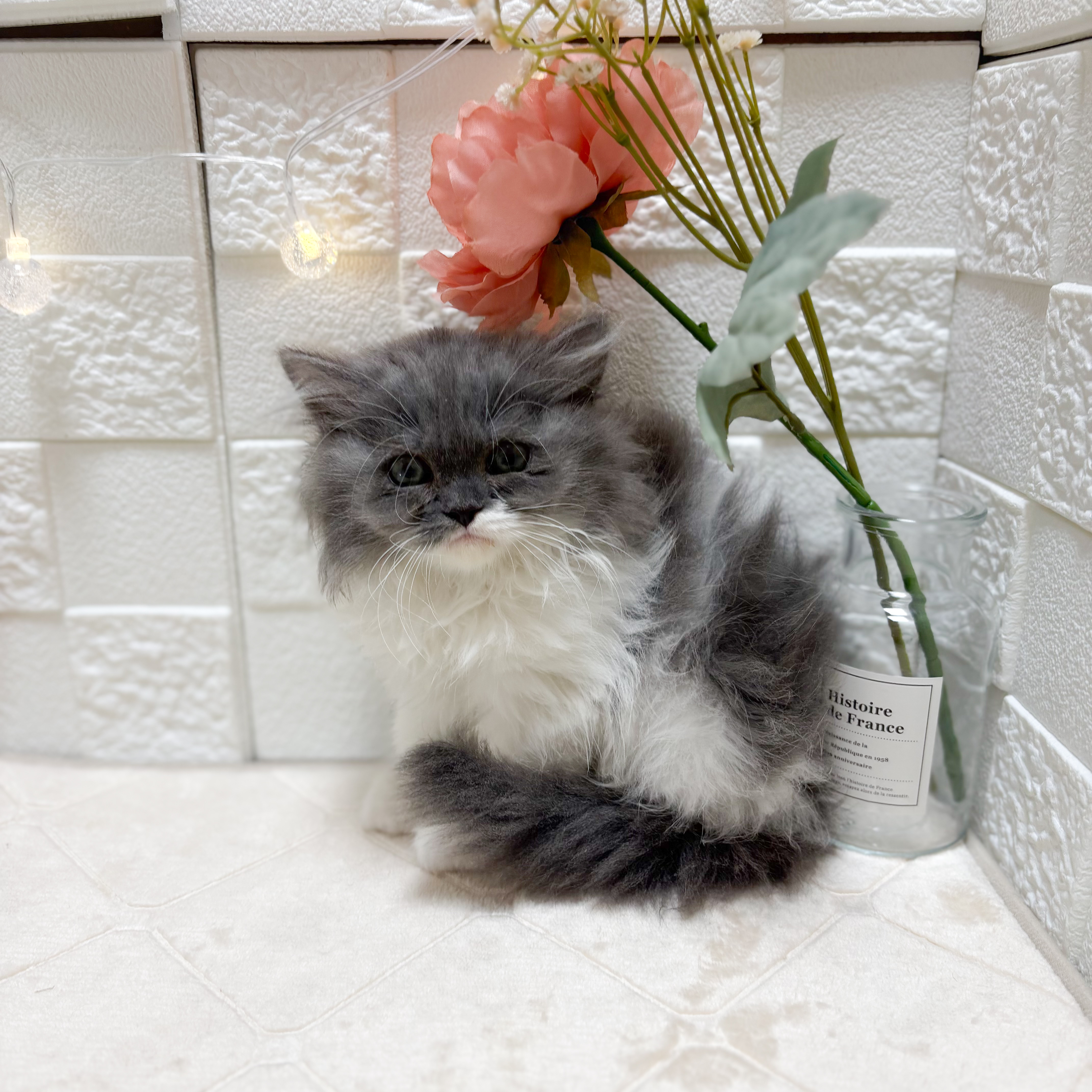 東京都のミヌエット (犬の家＆猫の里ペットフォレスト小平店/2026年2月9日生まれ/女の子/ブルータビーホワイト)の子猫の4枚目の画像