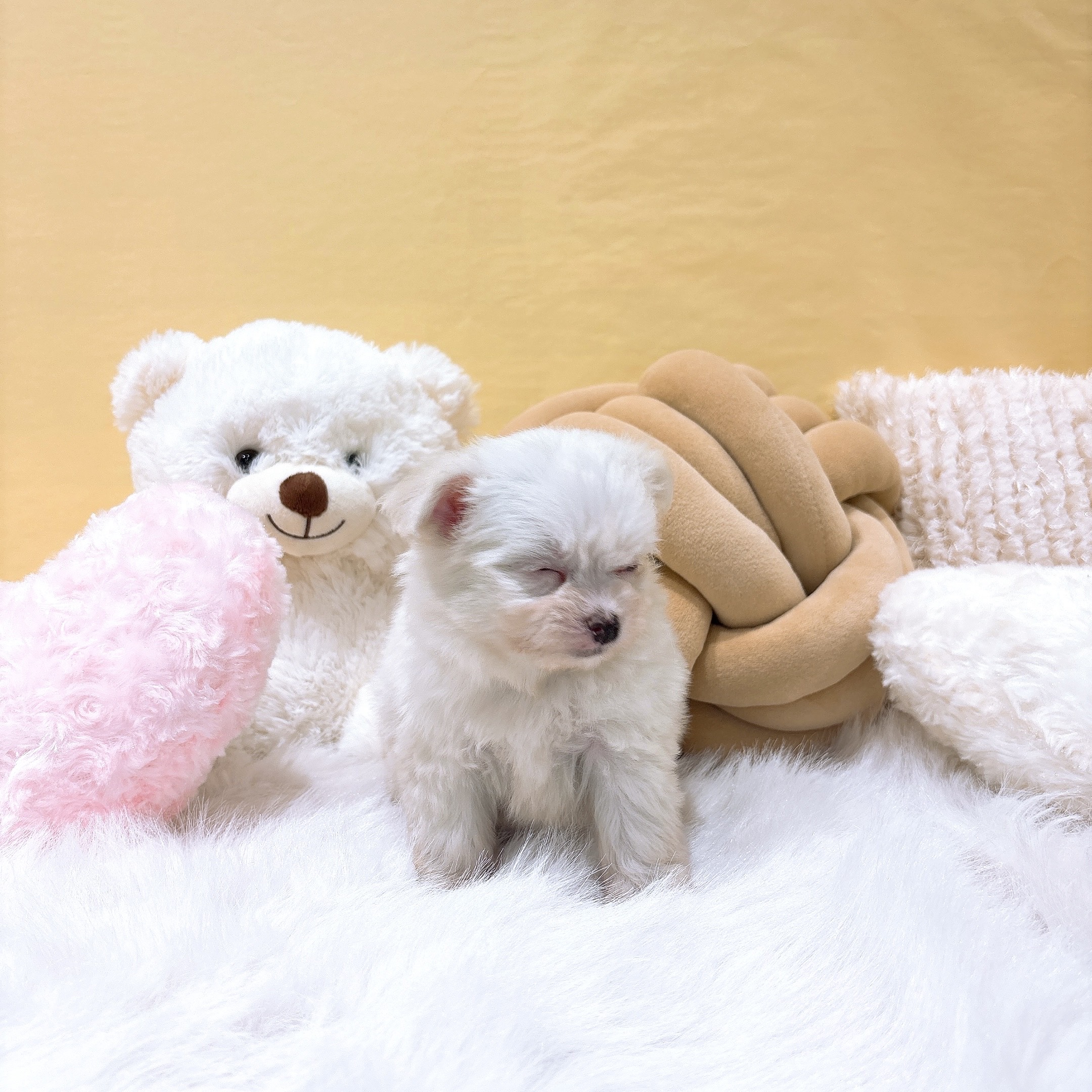 神奈川県のチワマル/マルチワ(チワワ×マルチーズ) (犬の家＆猫の里元住吉ブレーメン通り店/2025年11月30日生まれ/女の子/ホワイト)の子犬の4枚目の画像