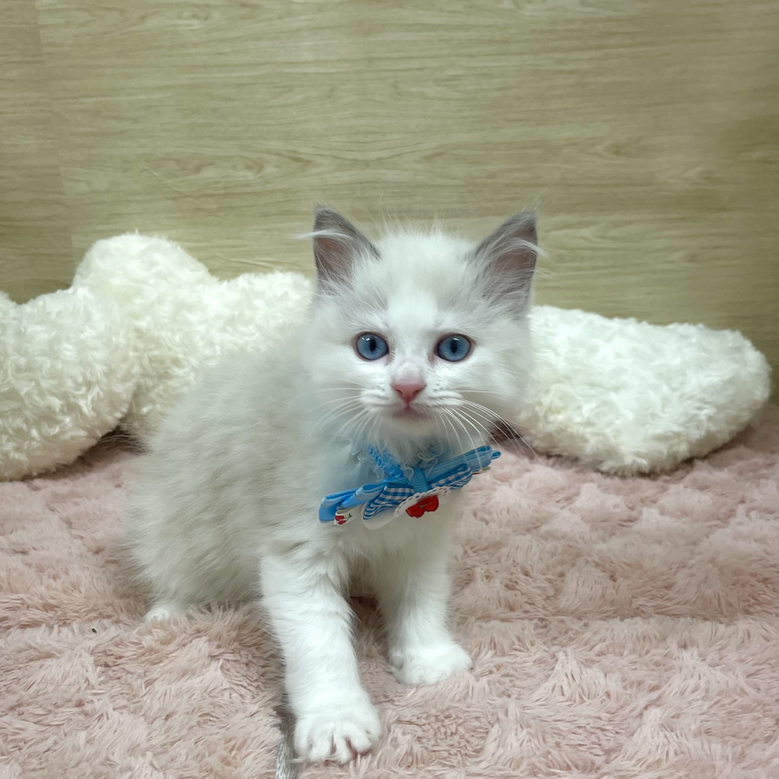 大阪府のラグドール (犬の家＆猫の里そよら東岸和田店/2025年6月18日生まれ/男の子/ブルーポイントバイカラー)の子猫の4枚目の画像