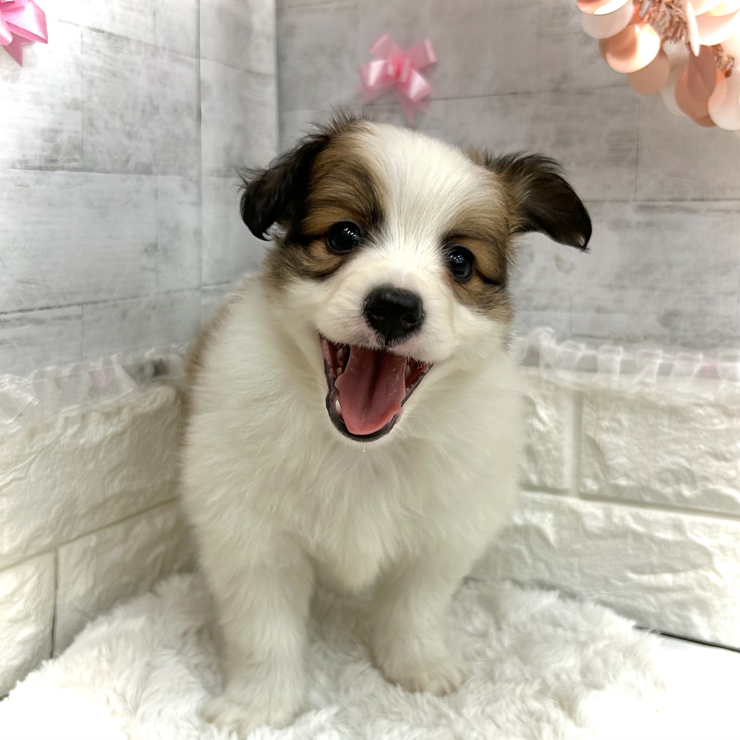 静岡県のパピヨン (犬の家＆猫の里プレ葉ウォーク浜北店/2026年3月8日生まれ/男の子/ホワイトブラウン)の子犬の4枚目の画像