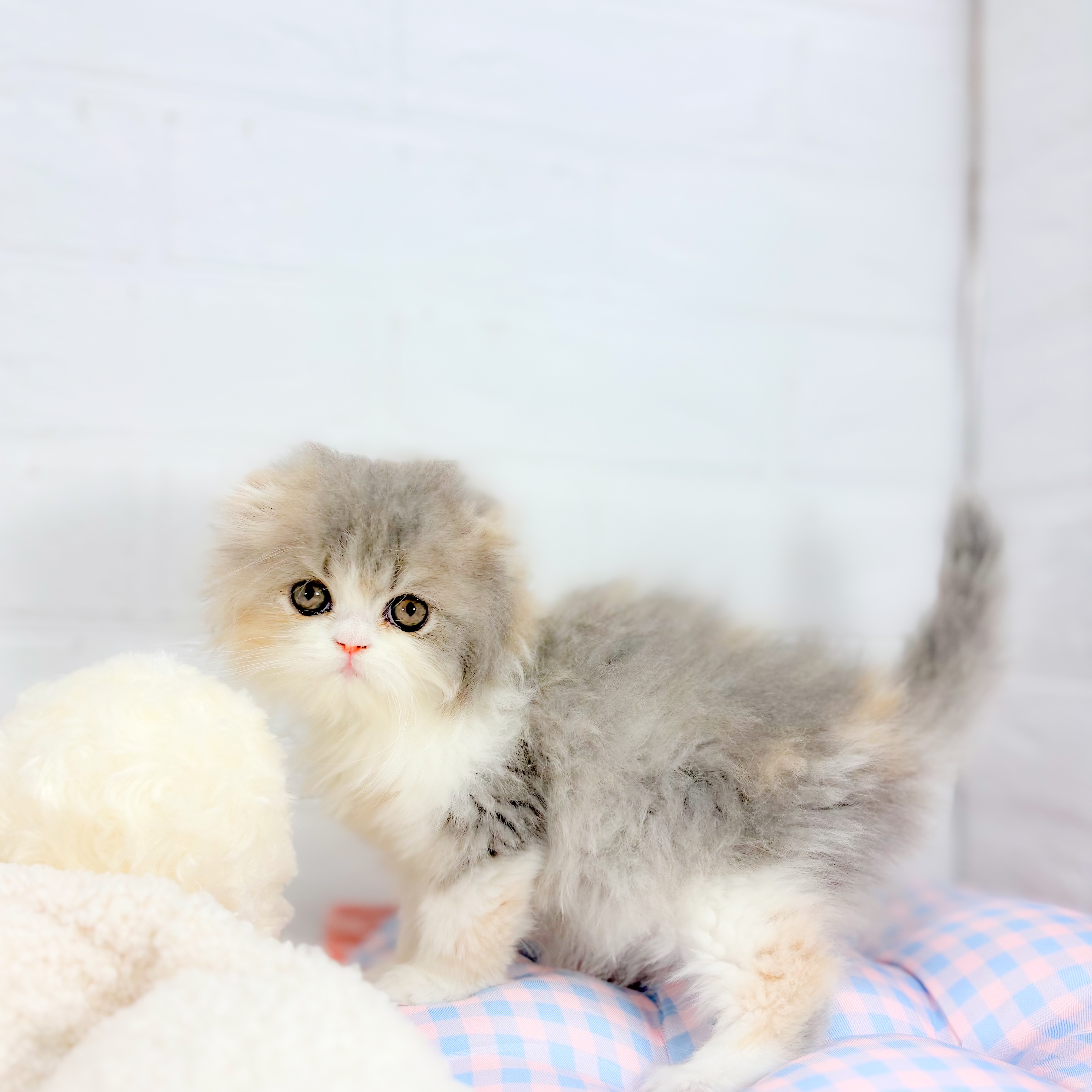 神奈川県のフォールデックス (犬の家＆猫の里元住吉ブレーメン通り店/2025年10月3日生まれ/女の子/ダイリュートキャリコ)の子猫の4枚目の画像