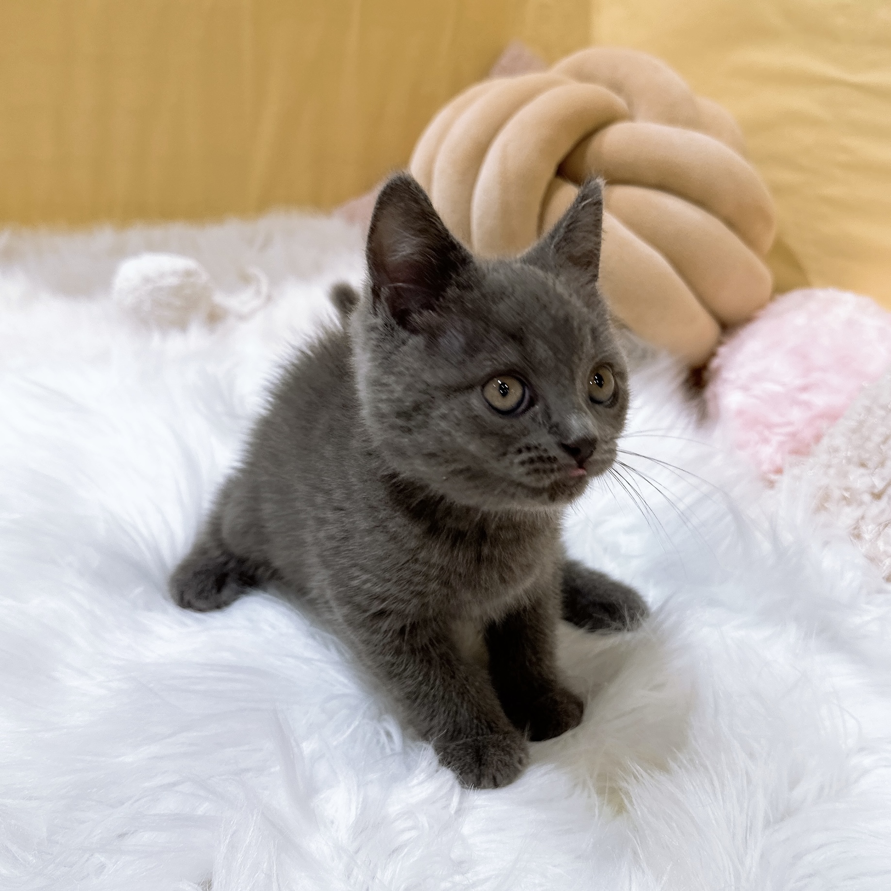 神奈川県のスコティッシュストレート (犬の家＆猫の里元住吉ブレーメン通り店/2026年2月6日生まれ/男の子/ブルー)の子猫の4枚目の画像