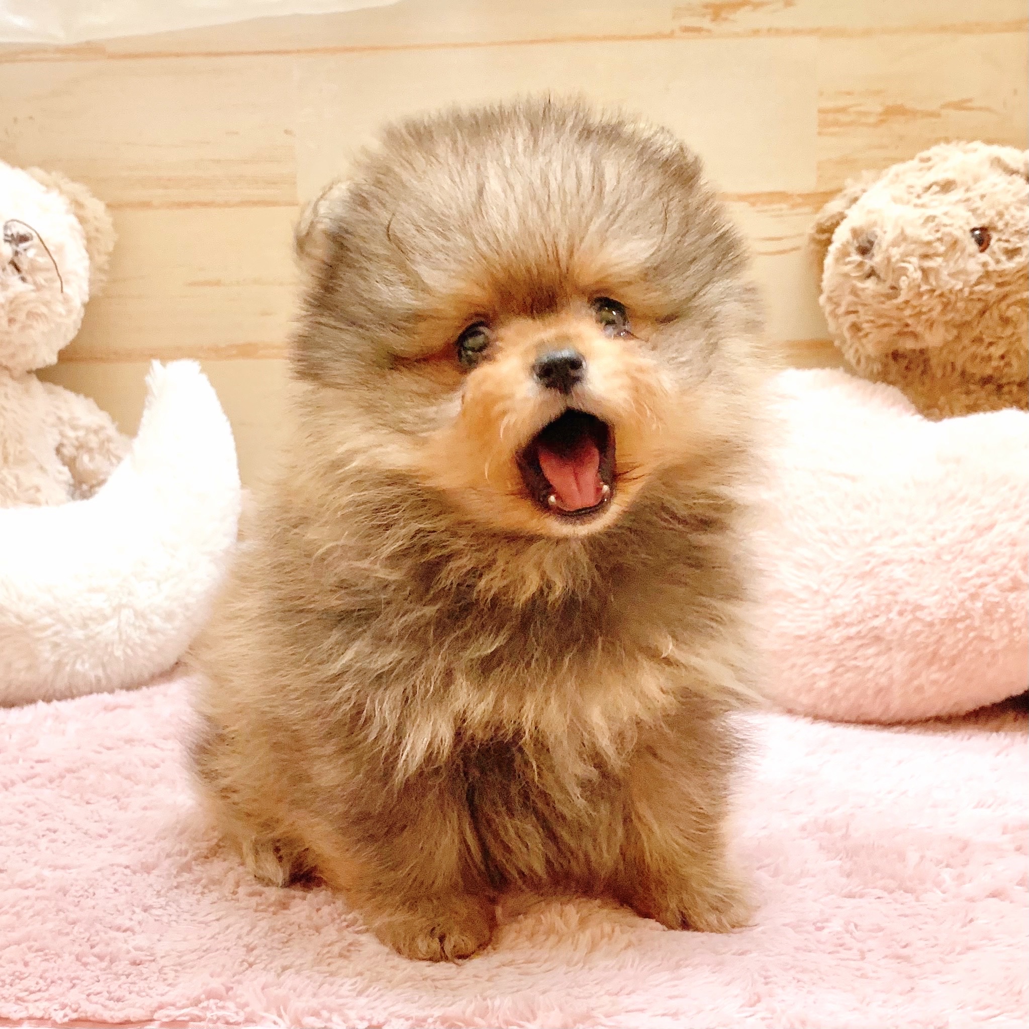 兵庫県のポメラニアン (犬の家＆猫の里神戸店/2025年8月30日生まれ/男の子/オレンジ)の子犬の4枚目の画像