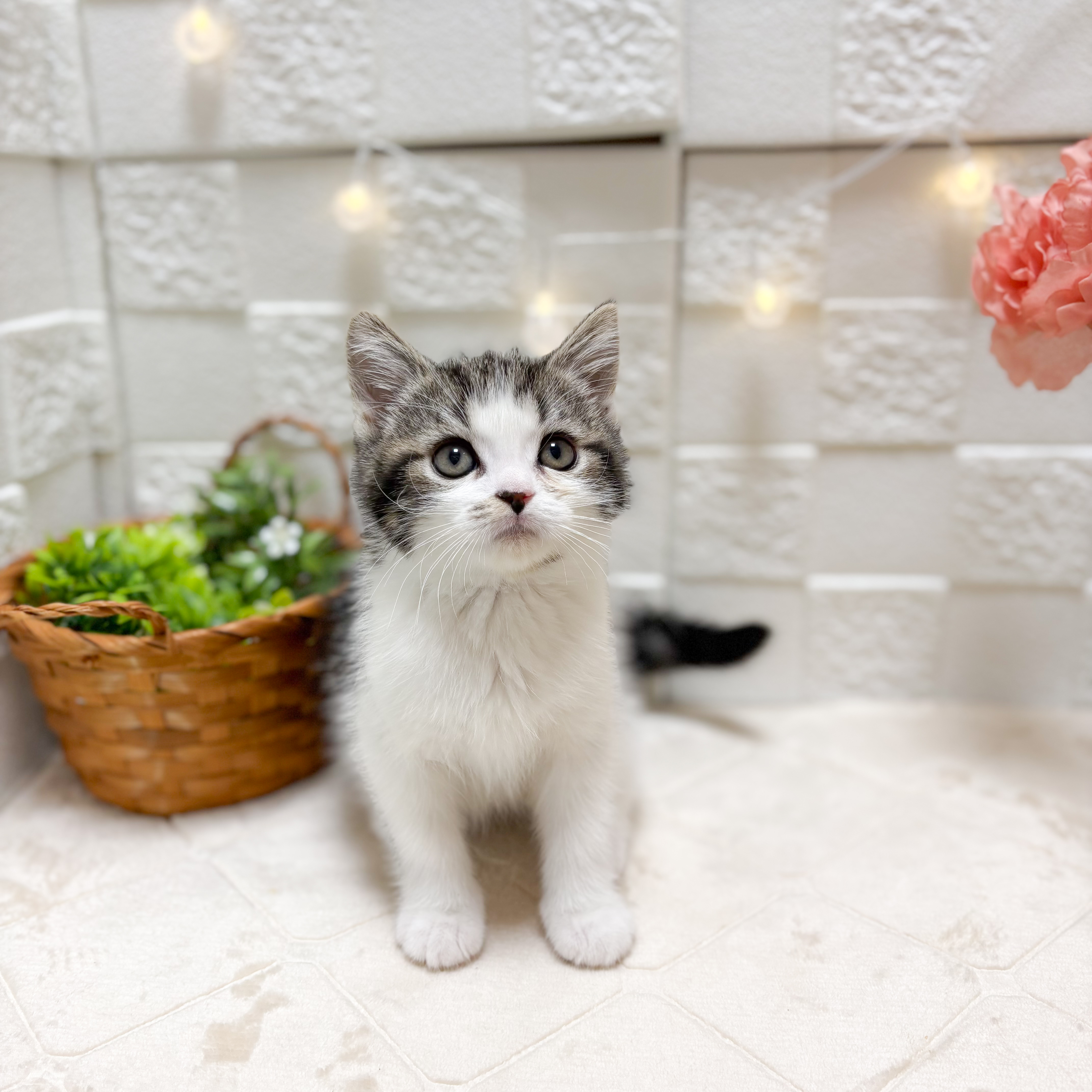 東京都のスコティッシュフォールド (犬の家＆猫の里ペットフォレスト小平店/2026年2月5日生まれ/男の子/ブラックタビーホワイト)の子猫の1枚目の画像