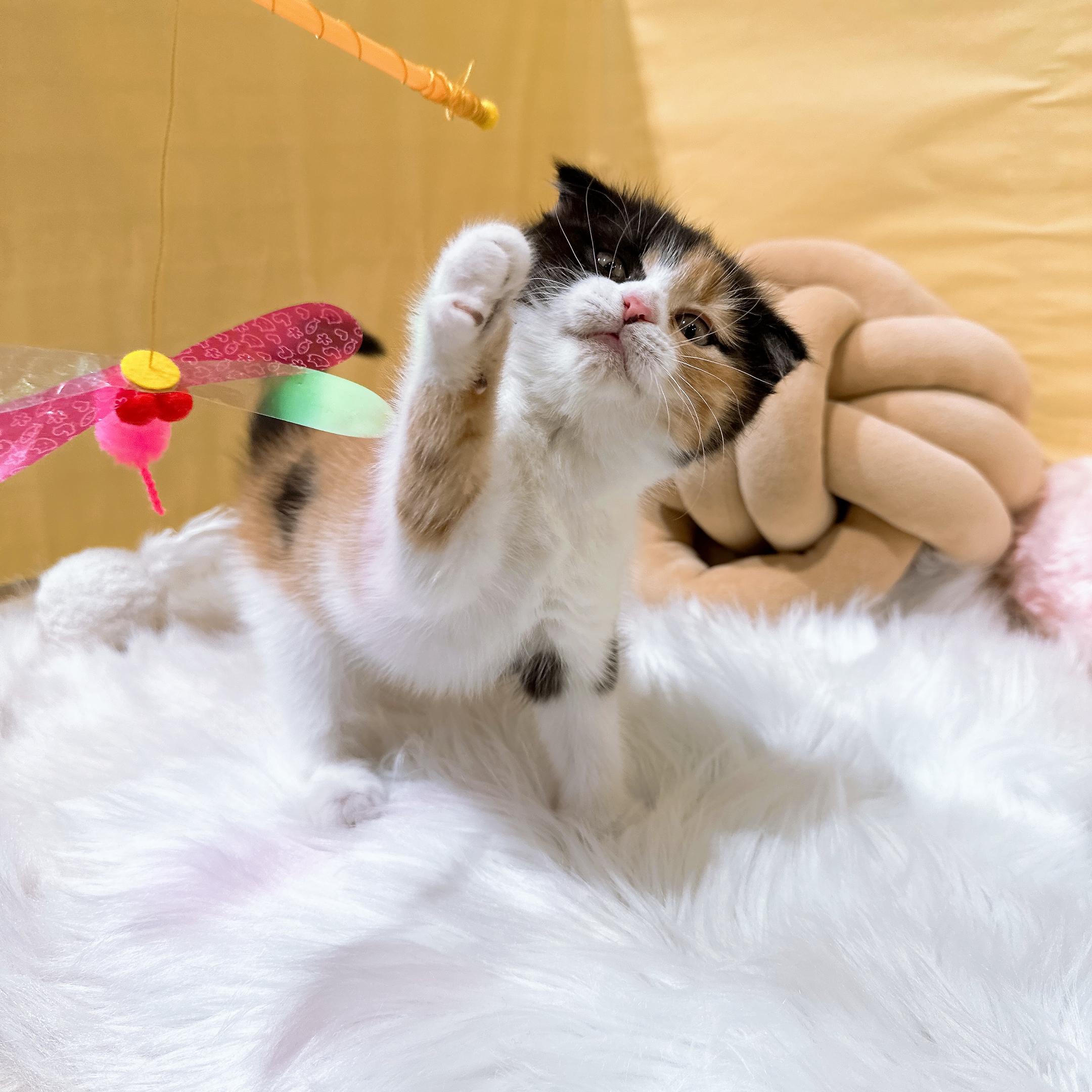 神奈川県のスコティッシュフォールド (犬の家＆猫の里元住吉ブレーメン通り店/2026年2月7日生まれ/女の子/キャリコ)の子猫の4枚目の画像