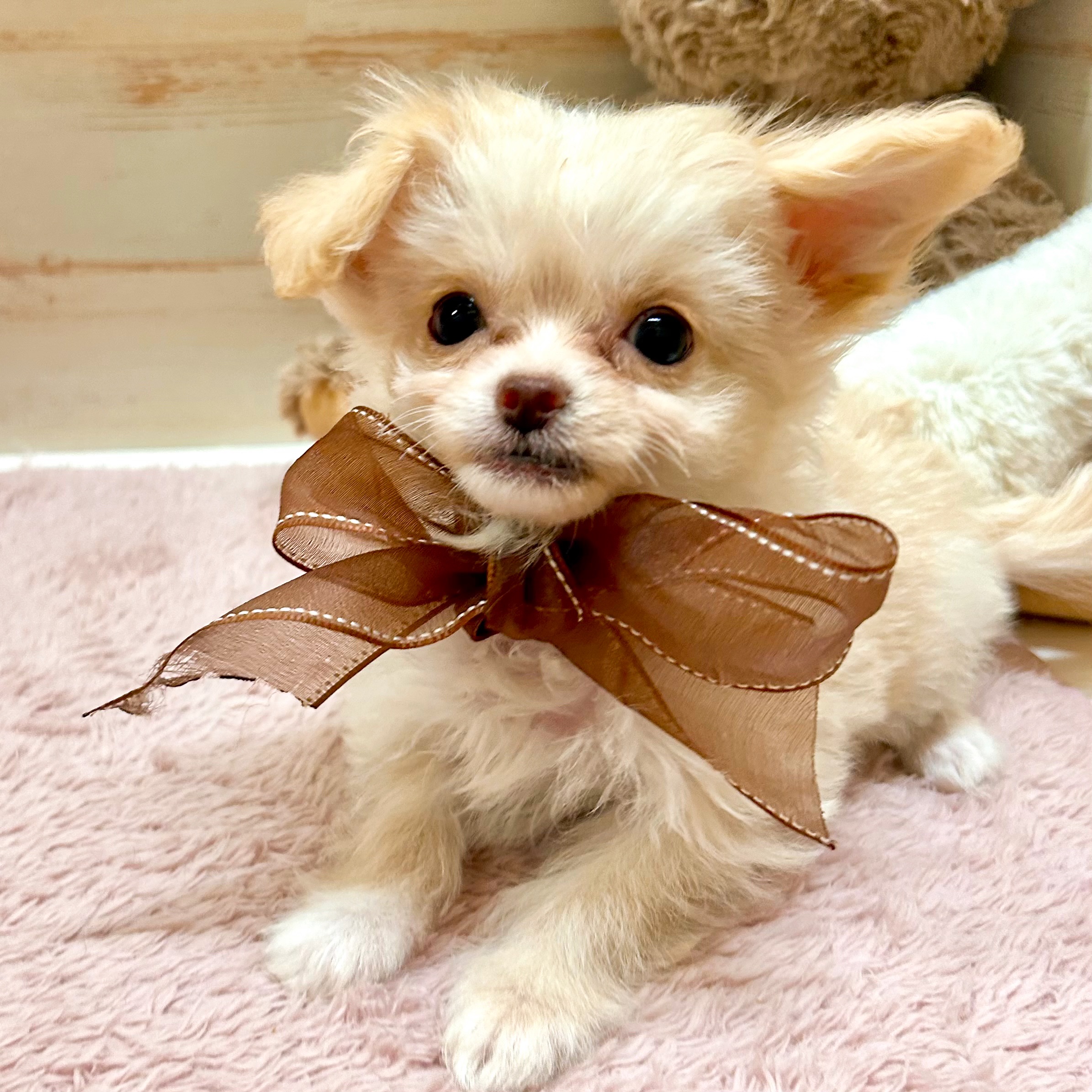 兵庫県のチワプー/プーチー(チワワ×プードル) (犬の家＆猫の里神戸店/2026年1月14日生まれ/女の子/クリームホワイト)の子犬の4枚目の画像