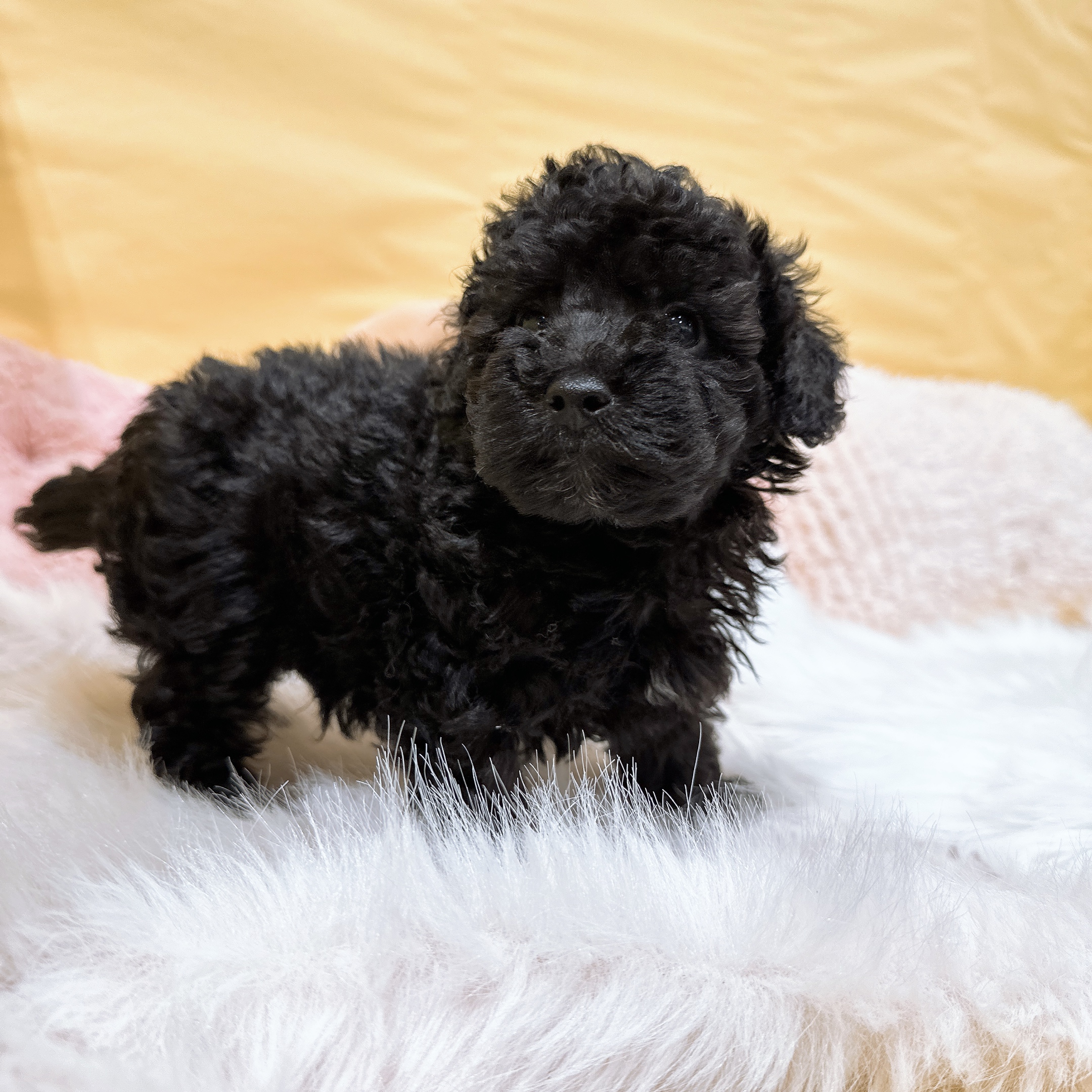 神奈川県のトイプードル(トイ) (犬の家＆猫の里元住吉ブレーメン通り店/2026年2月8日生まれ/男の子/ブラック)の子犬の4枚目の画像