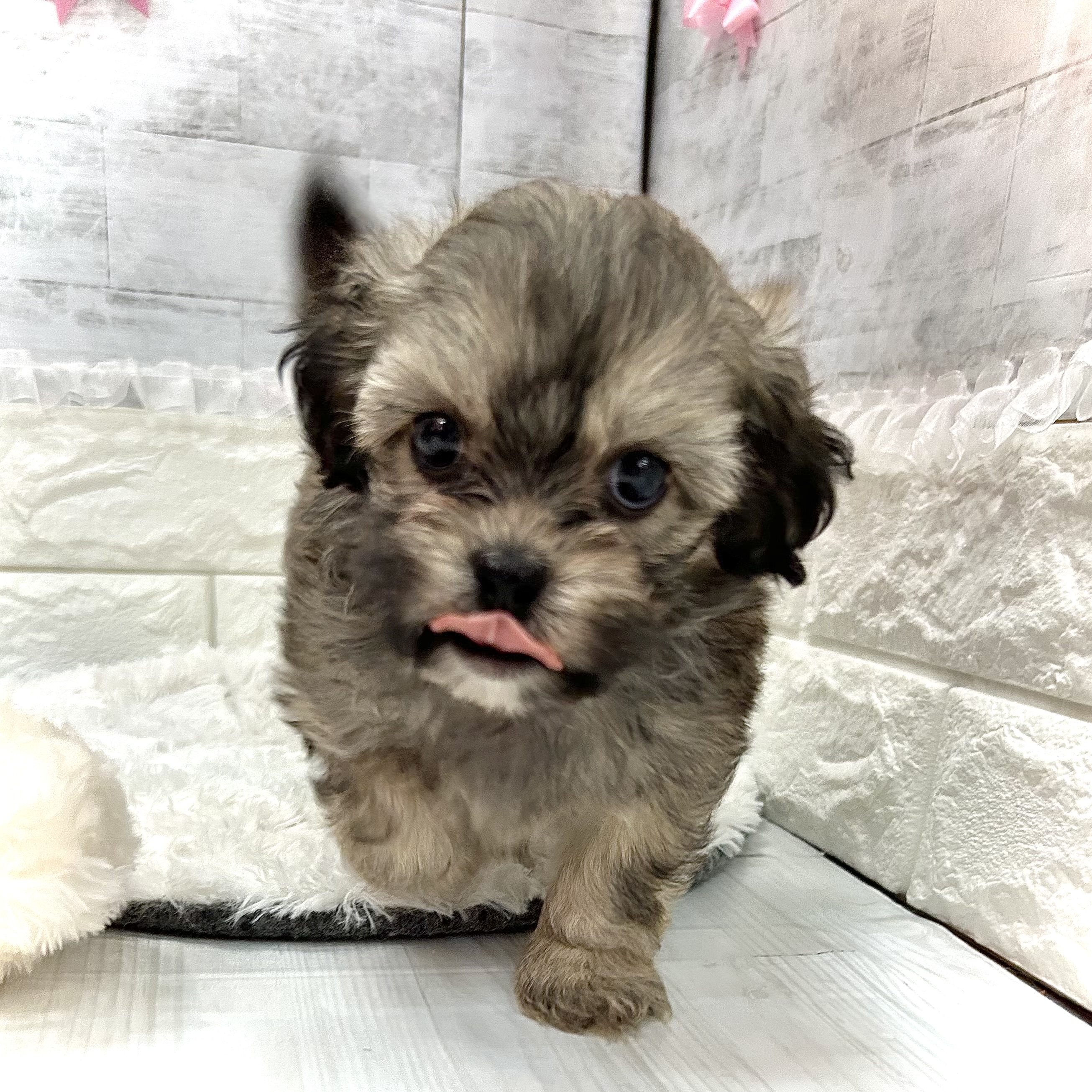 静岡県のペキプー(ペキニーズ×プードル) (犬の家＆猫の里プレ葉ウォーク浜北店/2026年3月9日生まれ/男の子/レッド)の子犬の4枚目の画像