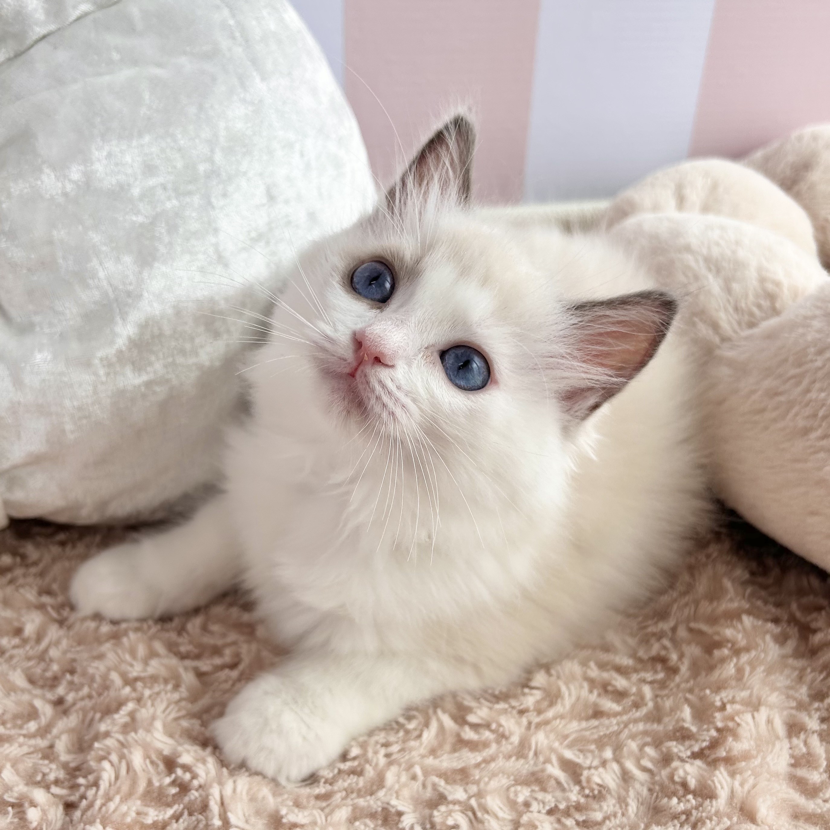 岡山県のラグドール (犬の家＆猫の里倉敷中庄店/2025年7月22日生まれ/女の子/ブルーポイントバイカラー)の子猫の4枚目の画像