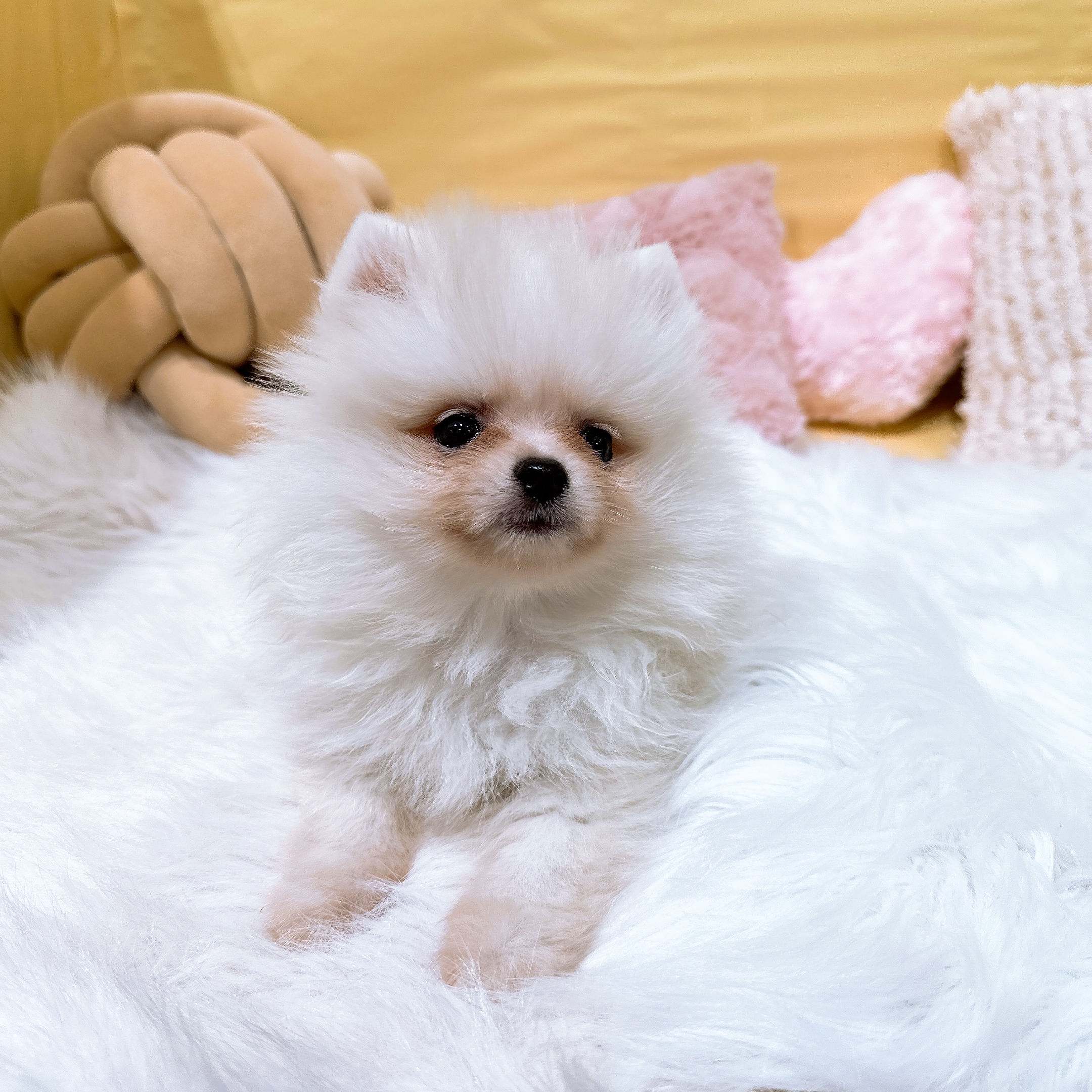 神奈川県のポメラニアン (犬の家＆猫の里元住吉ブレーメン通り店/2026年2月10日生まれ/男の子/ホワイト)の子犬の4枚目の画像