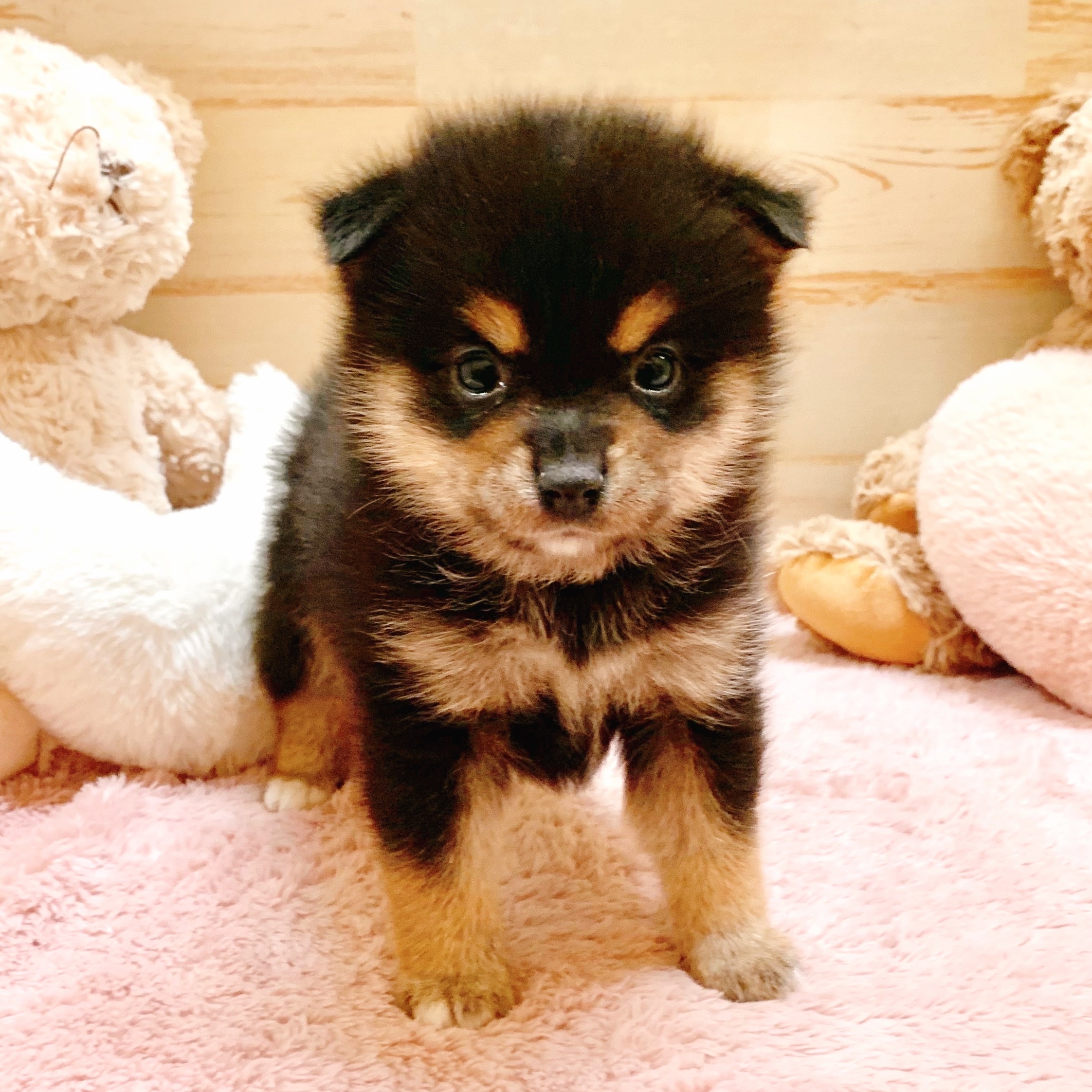 兵庫県のポメ柴/豆ポメ/ポメ豆柴(ポメラニアン×柴犬) (犬の家＆猫の里神戸店/2025年8月31日生まれ/女の子/ブラックタン)の子犬の4枚目の画像
