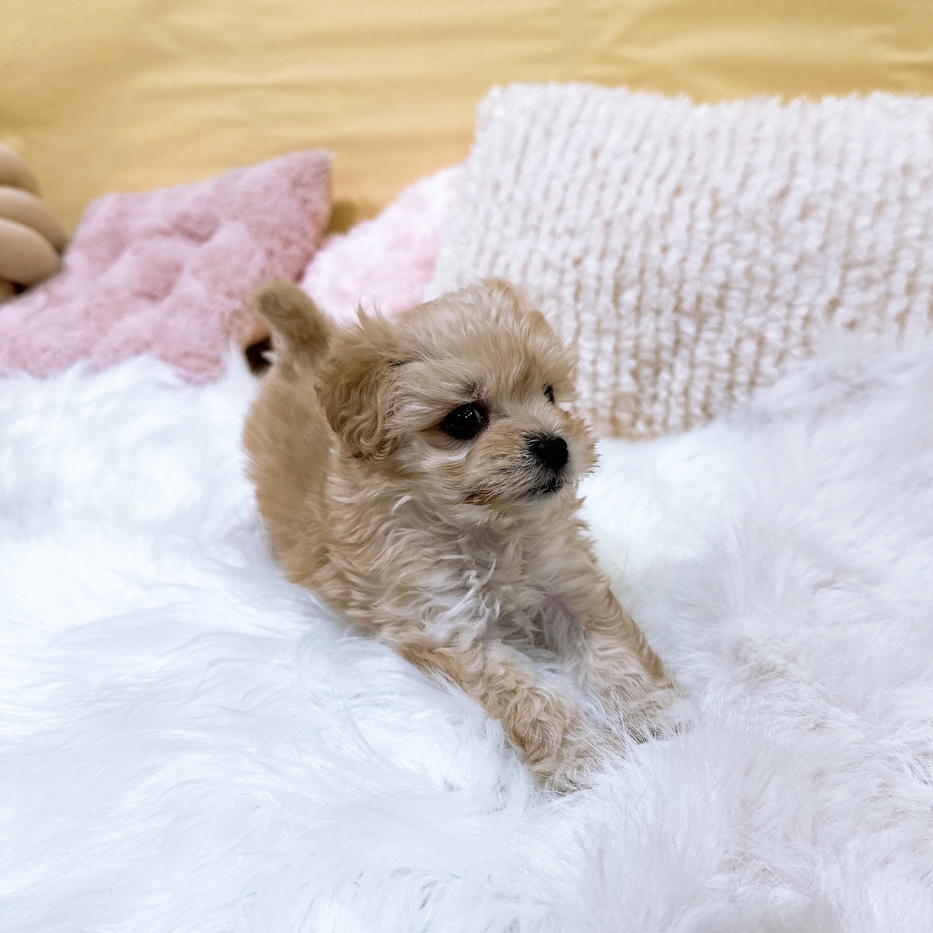 神奈川県のマルプー(マルチーズ×プードル) (犬の家＆猫の里元住吉ブレーメン通り店/2026年2月9日生まれ/女の子/アプリコット)の子犬の4枚目の画像