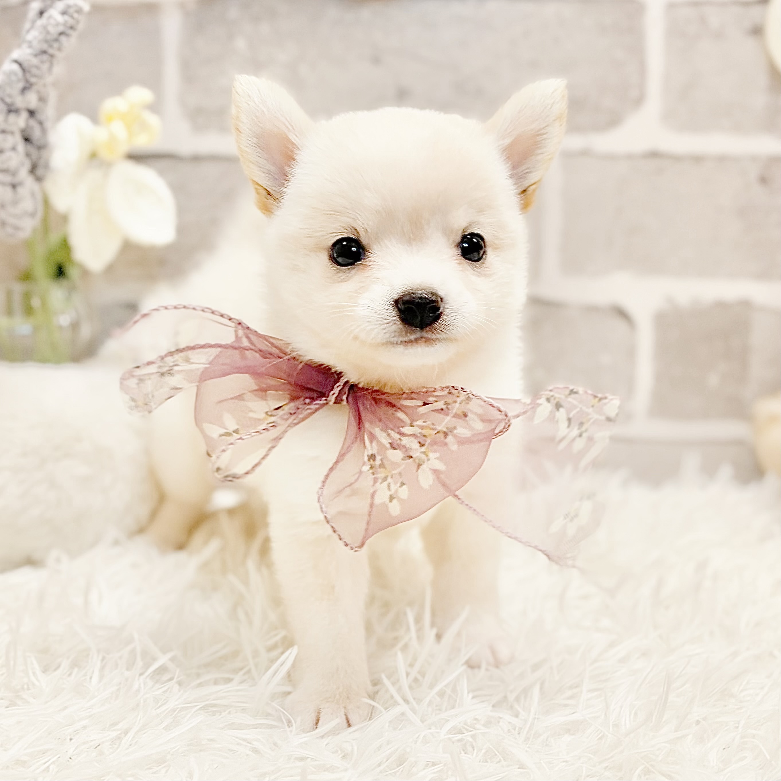 ハーフ犬女の子の写真