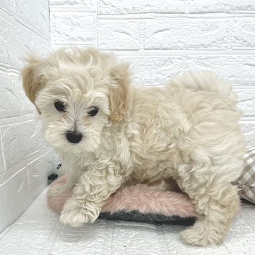 愛知県のマルプー(マルチーズ×プードル) (犬の家＆猫の里豊川インター店/2026年3月12日生まれ/男の子/クリームホワイト)の子犬の4枚目の画像