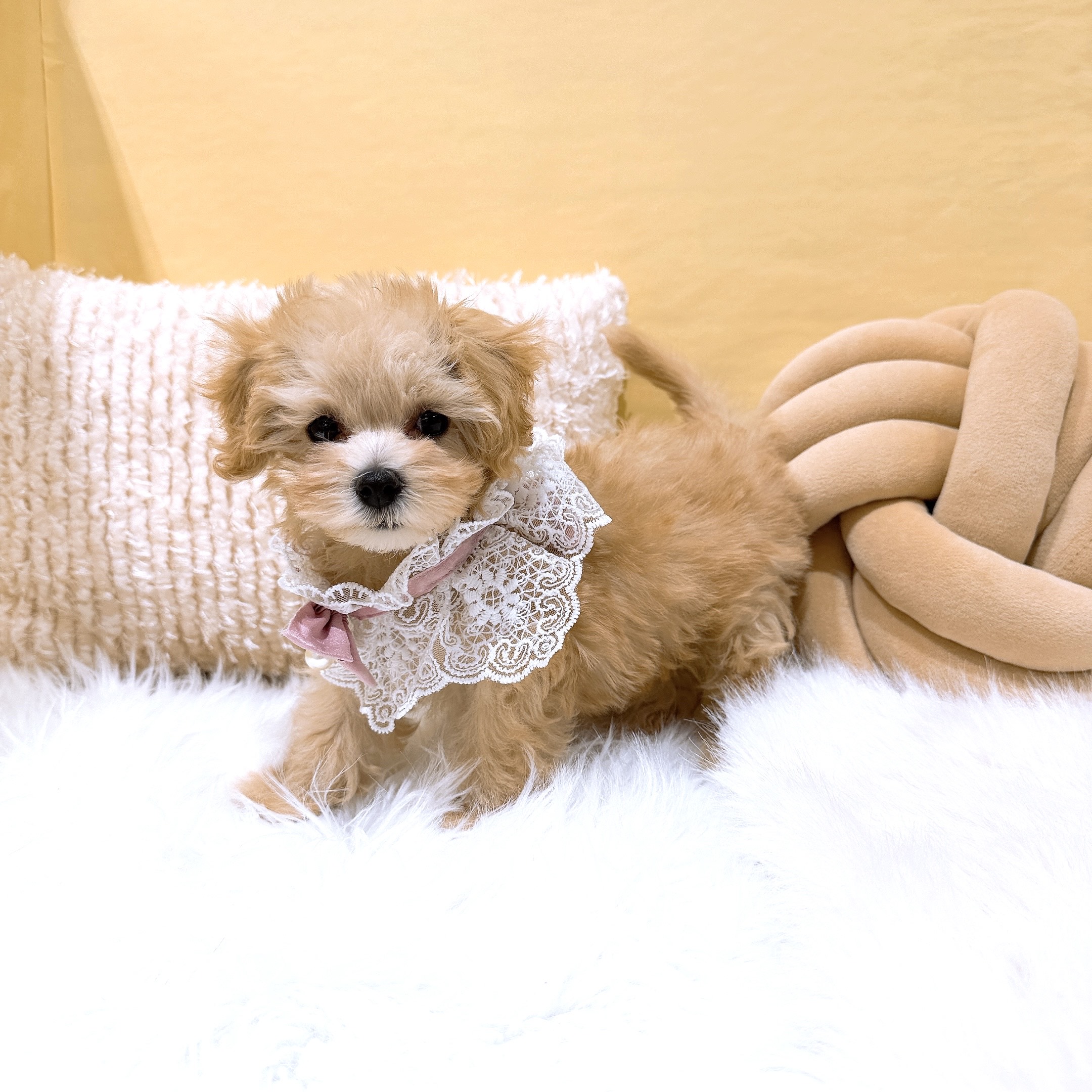 神奈川県のマルプー(マルチーズ×プードル) (犬の家＆猫の里元住吉ブレーメン通り店/2025年12月4日生まれ/女の子/クリーム)の子犬の4枚目の画像