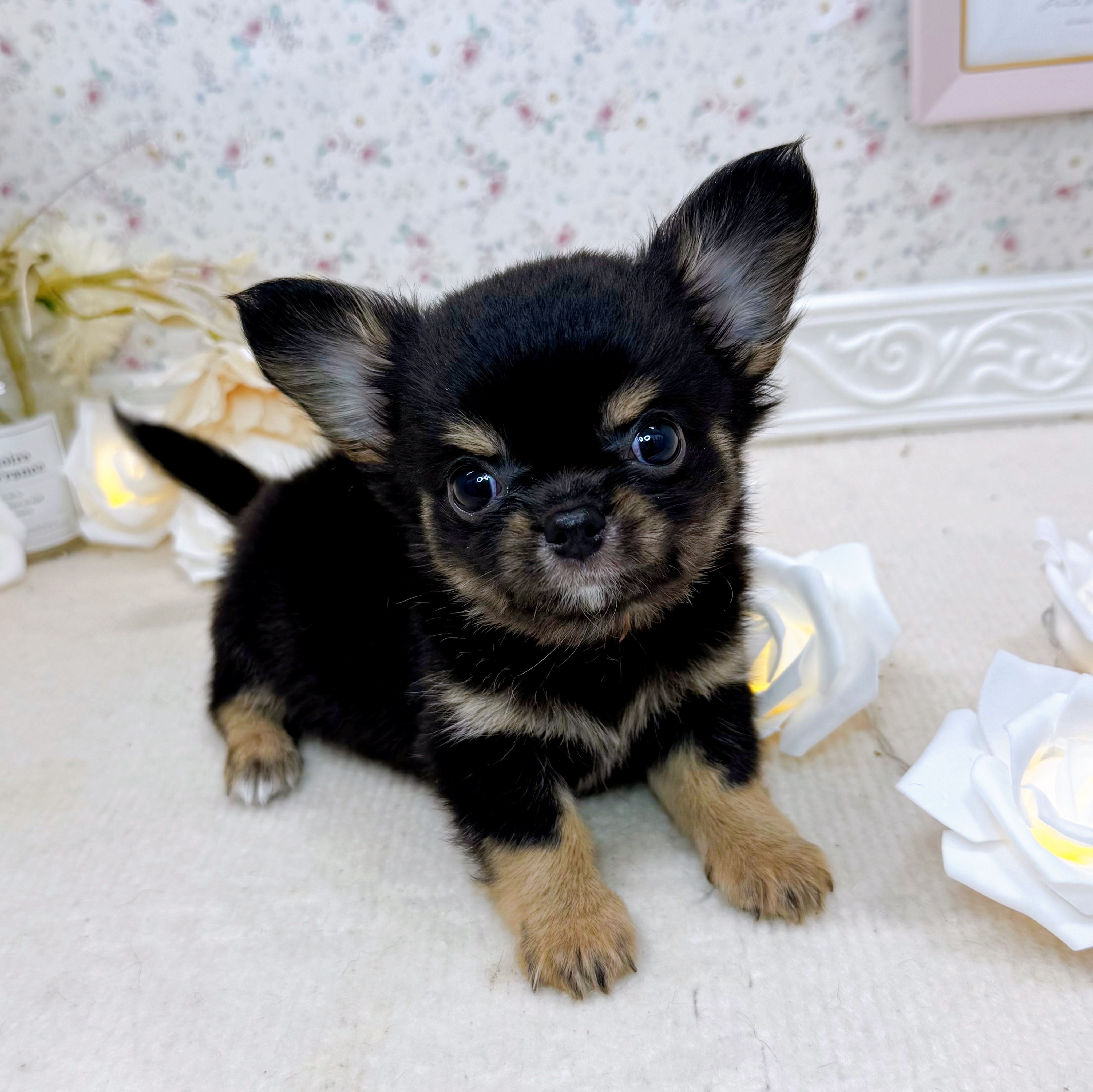 石川県のチワワ(ロング) (犬の家＆猫の里アミーゴ金沢有松店/2025年5月15日生まれ/男の子/ブラックタンホワイト)の子犬の4枚目の画像