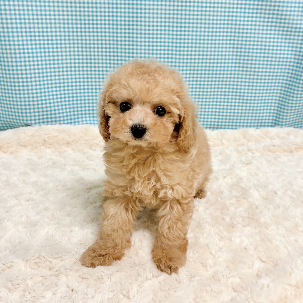 愛知県のトイプードル(トイ) (犬の家＆猫の里一宮店/2026年8月12日生まれ/女の子/オレンジフォーン)の子犬の4枚目の画像