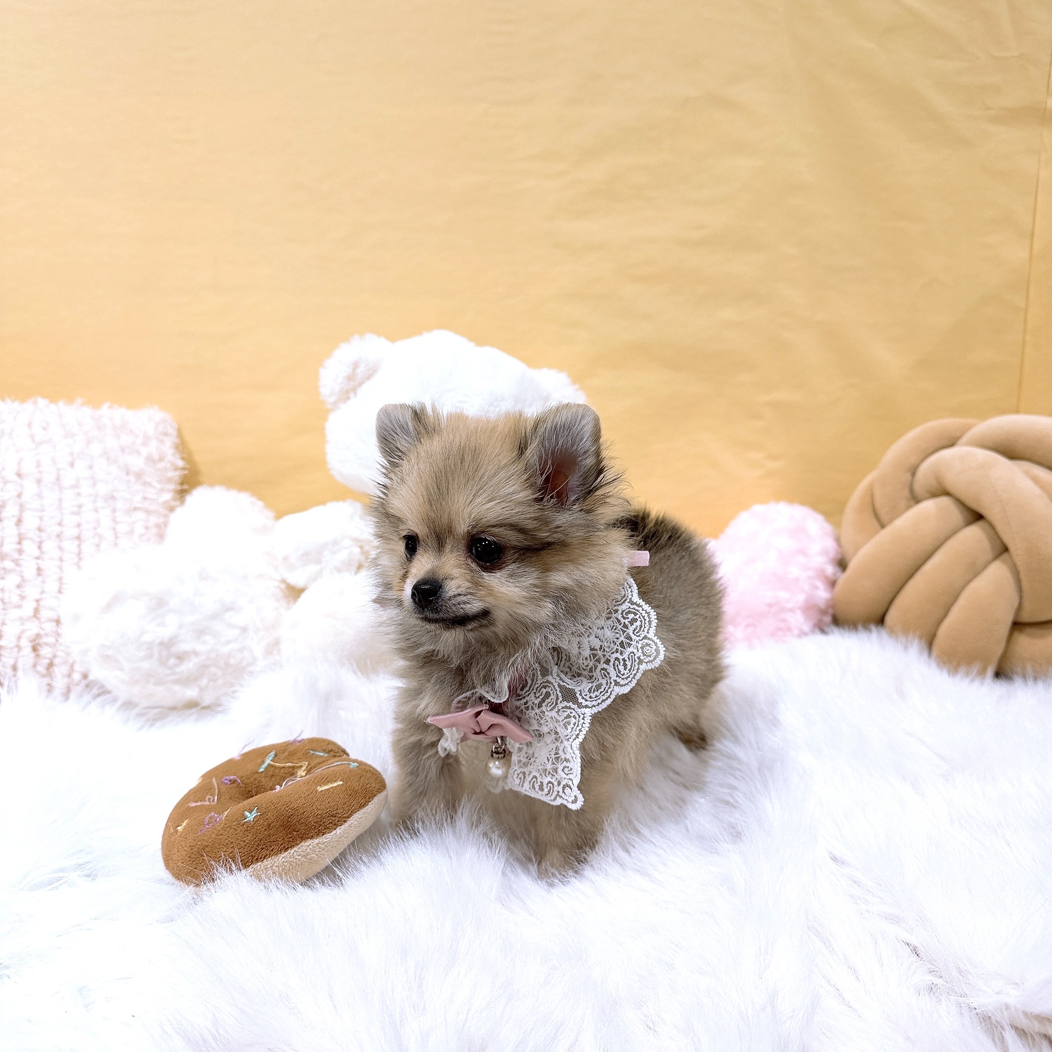 神奈川県のポメチワ/チワポメ/ポメチー(ポメラニアン×チワワ) (犬の家＆猫の里元住吉ブレーメン通り店/2025年12月5日生まれ/女の子/フォーン)の子犬の4枚目の画像