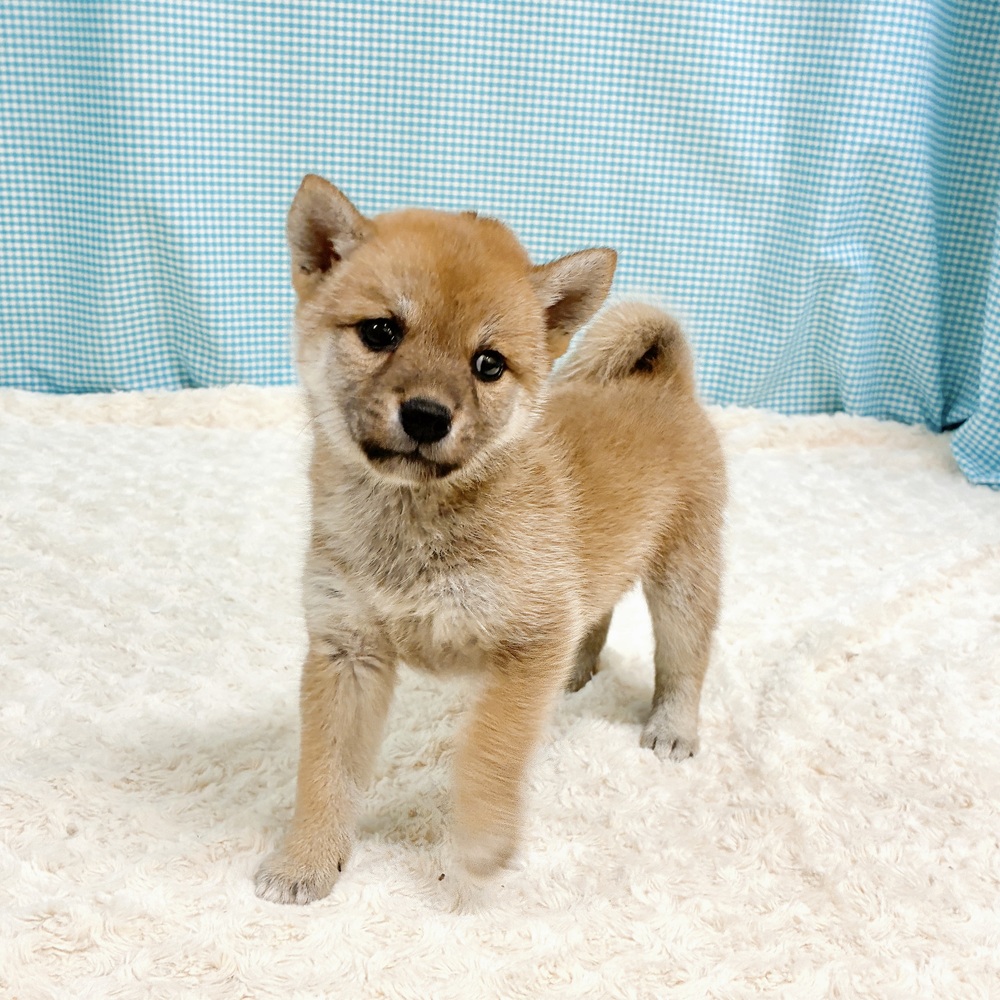 愛知県の柴犬(標準サイズ) (犬の家＆猫の里一宮店/2026年8月11日生まれ/女の子/赤)の子犬の1枚目の画像