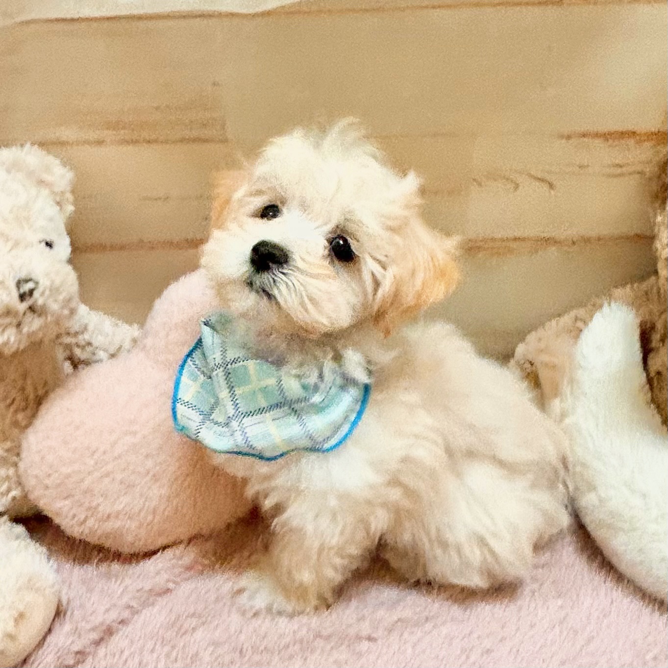 兵庫県のマルプー(マルチーズ×プードル) (犬の家＆猫の里神戸店/2026年1月9日生まれ/男の子/クリーム)の子犬の4枚目の画像