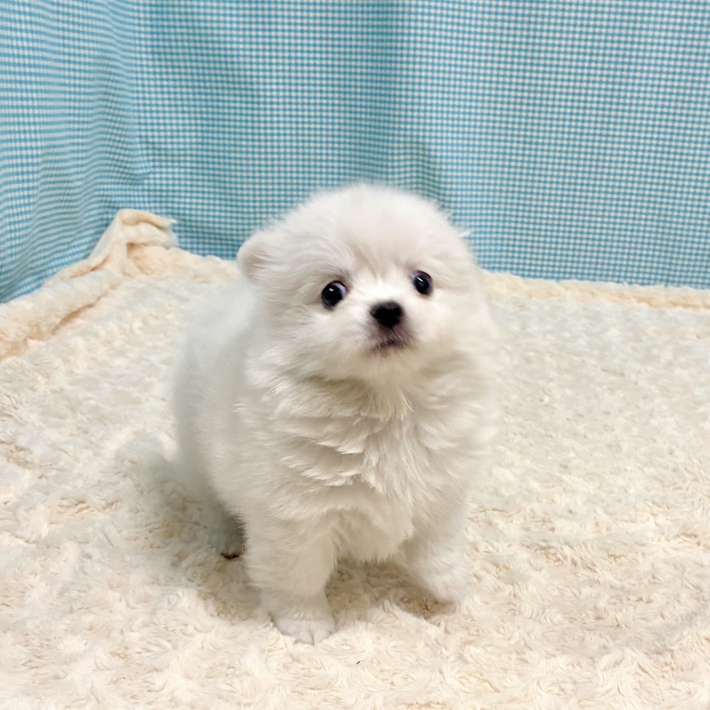愛知県のポメチワ/チワポメ/ポメチー(ポメラニアン×チワワ) (犬の家＆猫の里一宮店/2026年8月11日生まれ/女の子/クリームホワイト)の子犬の4枚目の画像