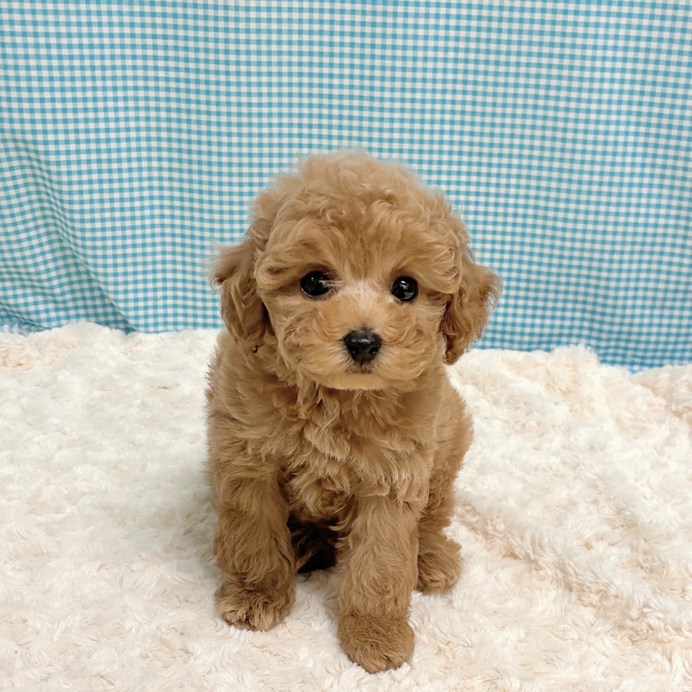 愛知県のトイプードル(トイ) (犬の家＆猫の里一宮店/2026年8月11日生まれ/男の子/オレンジフォーン)の子犬の4枚目の画像