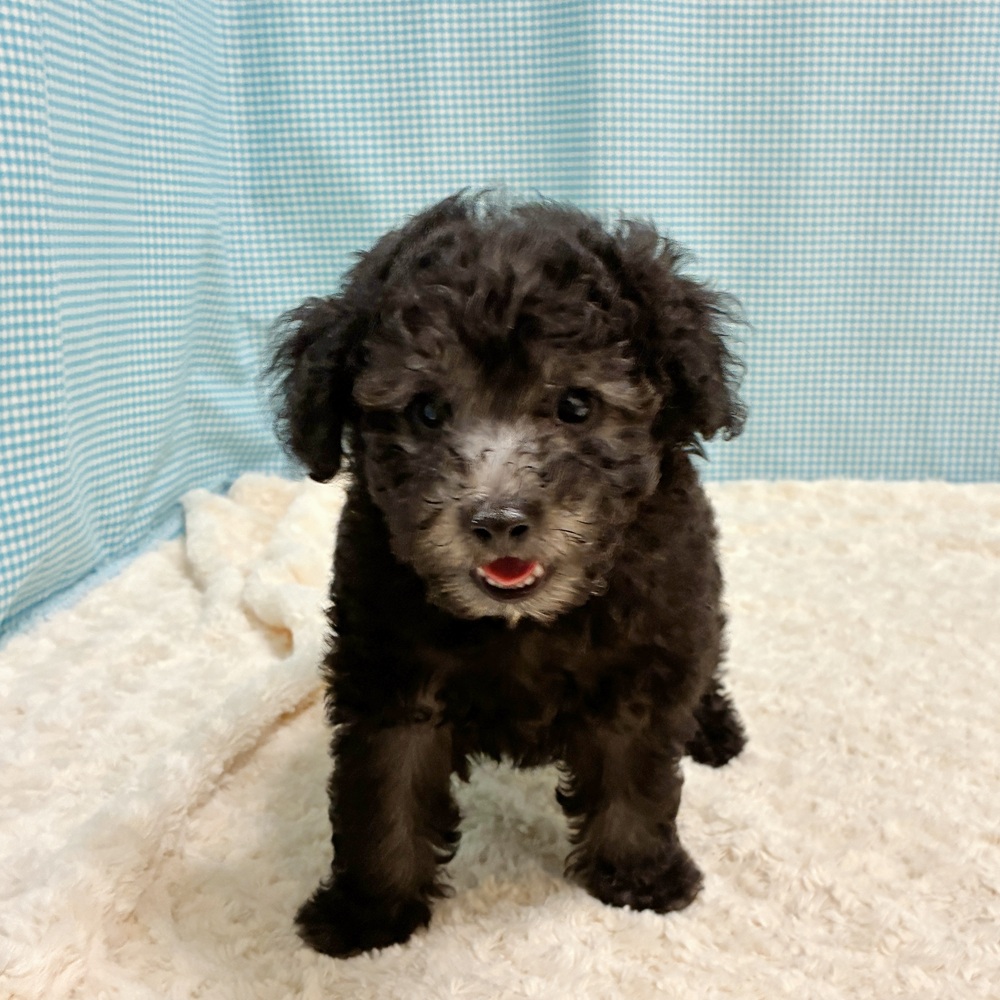 愛知県のトイプードル(トイ) (犬の家＆猫の里一宮店/2026年8月7日生まれ/男の子/グレー)の子犬の4枚目の画像