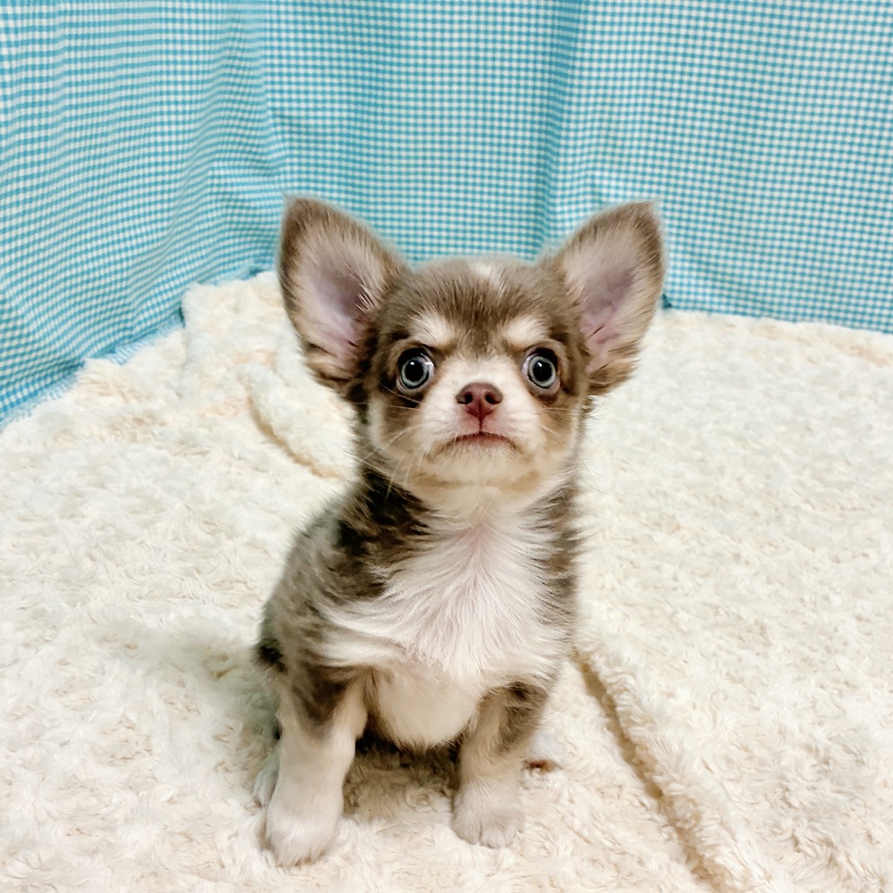 愛知県のチワワ(ロング) (犬の家＆猫の里一宮店/2026年8月10日生まれ/男の子/イザベラタンホワイト)の子犬の4枚目の画像