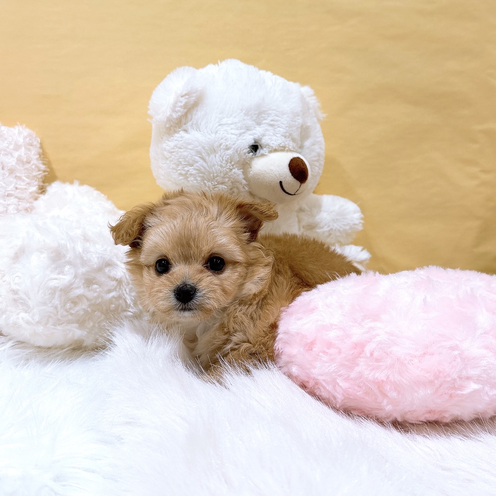 神奈川県のチワプー/プーチー(チワワ×プードル) (犬の家＆猫の里元住吉ブレーメン通り店/2025年12月7日生まれ/女の子/アプリコットホワイト)の子犬の4枚目の画像