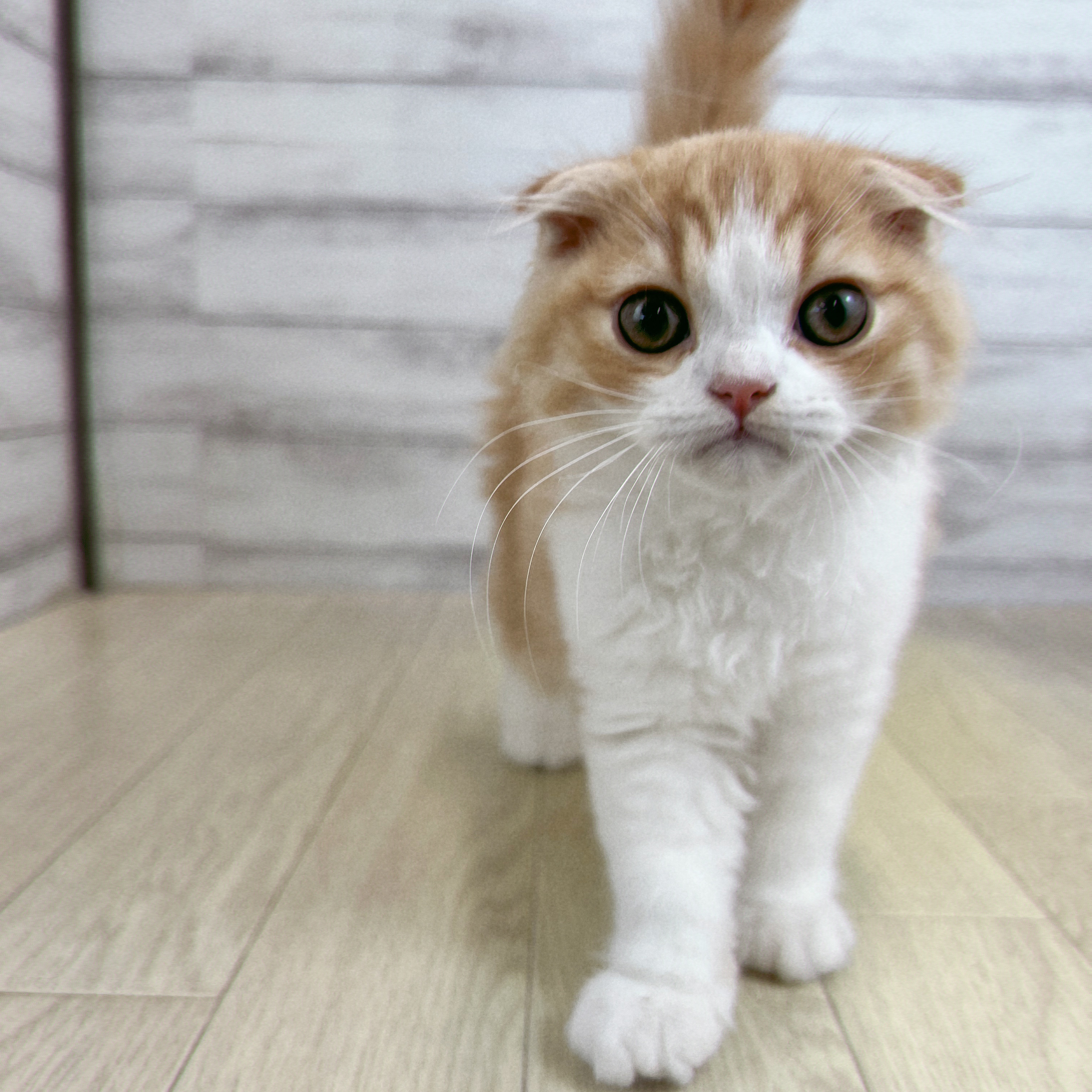愛知県のスコティッシュフォールド (犬の家＆猫の里春日井本店/2026年5月1日生まれ/男の子/レッドタビーホワイト)の子猫の4枚目の画像