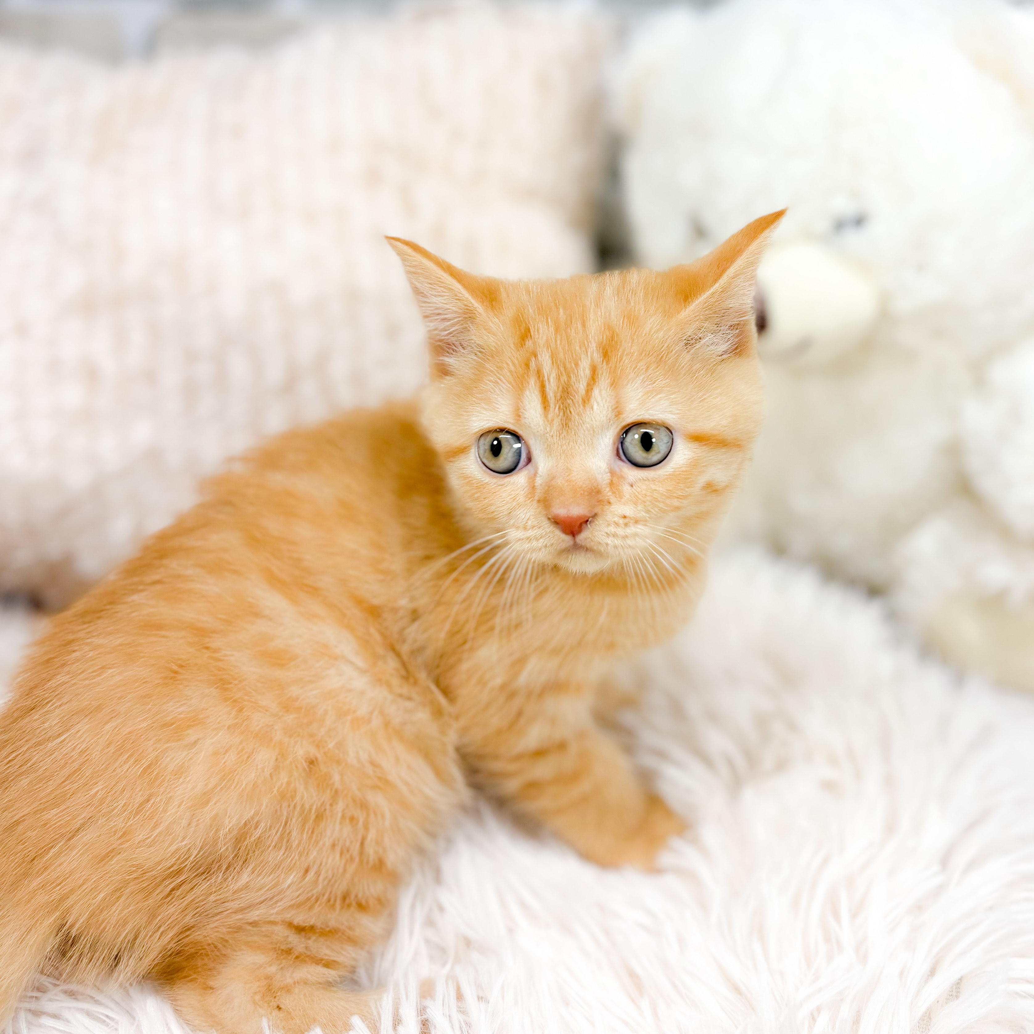 神奈川県のブリティッシュショートヘアー (犬の家＆猫の里元住吉ブレーメン通り店/2025年10月16日生まれ/男の子/レッドタビー)の子猫の4枚目の画像