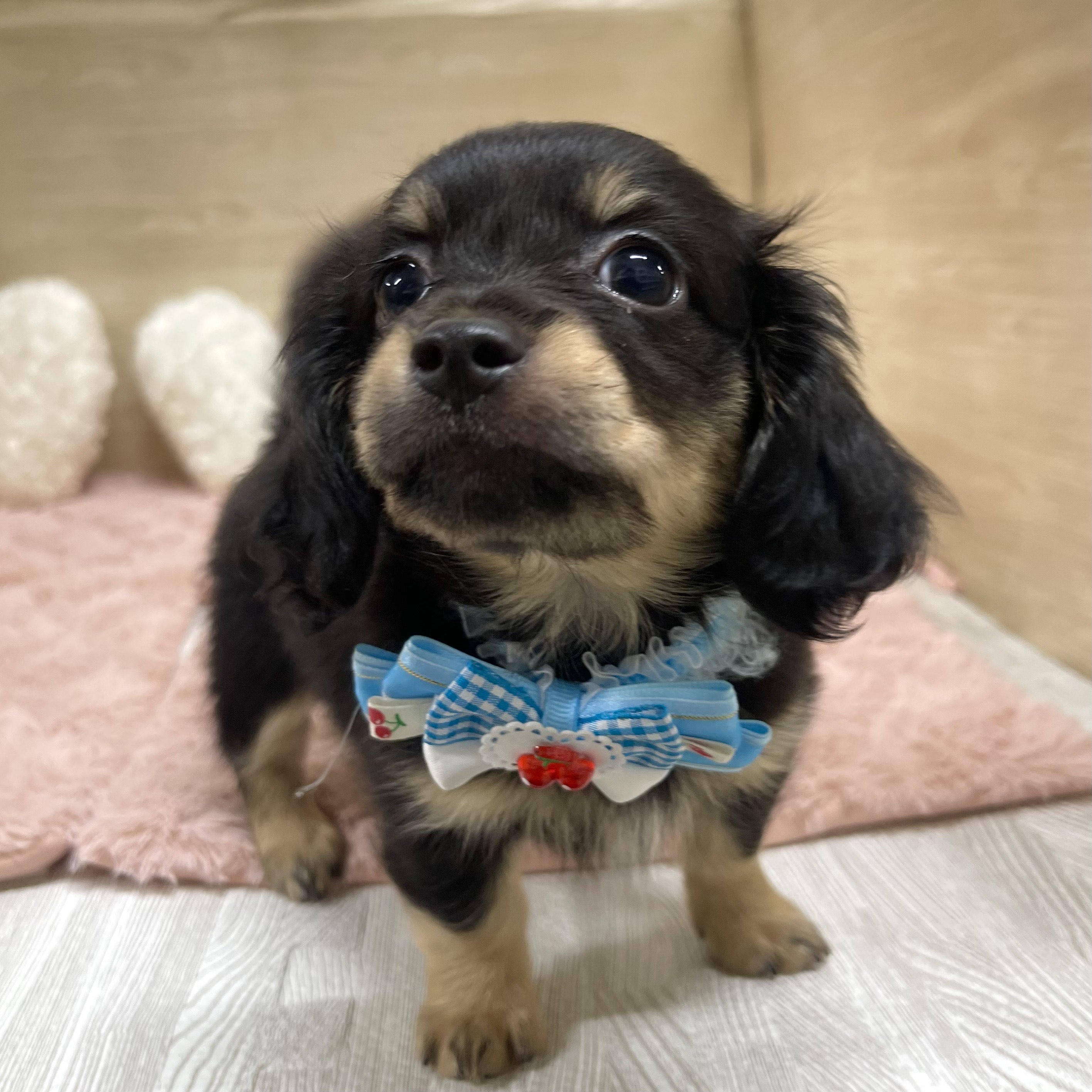 大阪府のチワックス(チワワ×ダックス) (犬の家＆猫の里そよら東岸和田店/2025年6月25日生まれ/女の子/ブラックタン)の子犬の4枚目の画像
