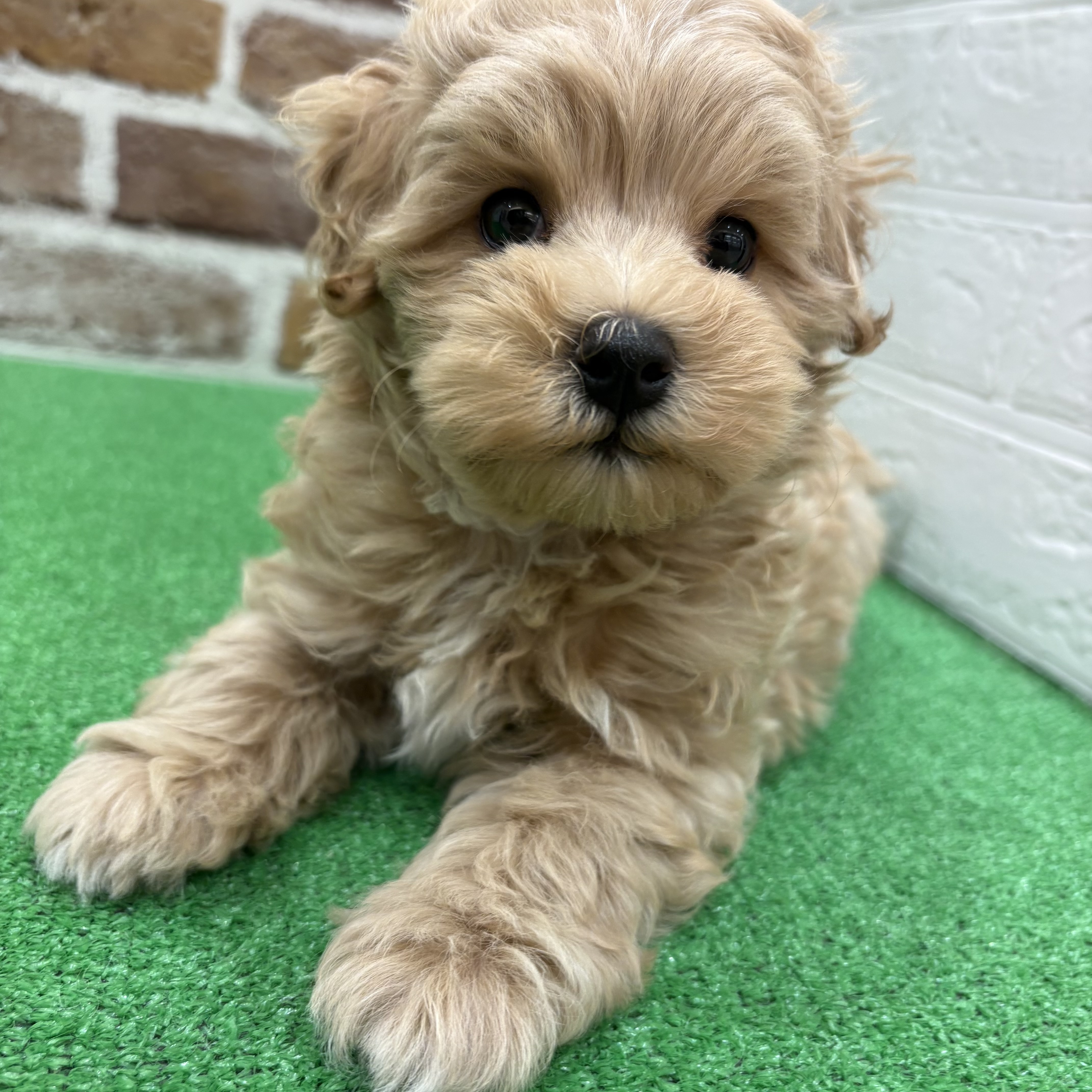 三重県のマルプー(マルチーズ×プードル) (犬の家＆猫の里三重桑名店/2025年9月13日生まれ/男の子/アプリコット)の子犬の4枚目の画像
