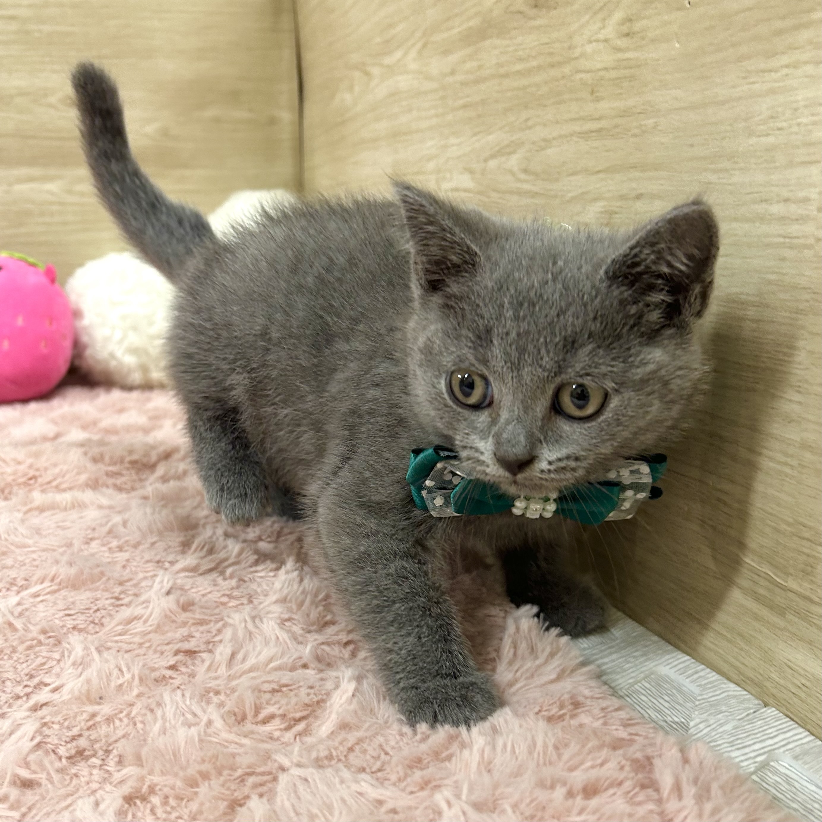 大阪府のブリティッシュショートヘアー (犬の家＆猫の里そよら東岸和田店/2025年6月15日生まれ/男の子/ブルー)の子猫の4枚目の画像